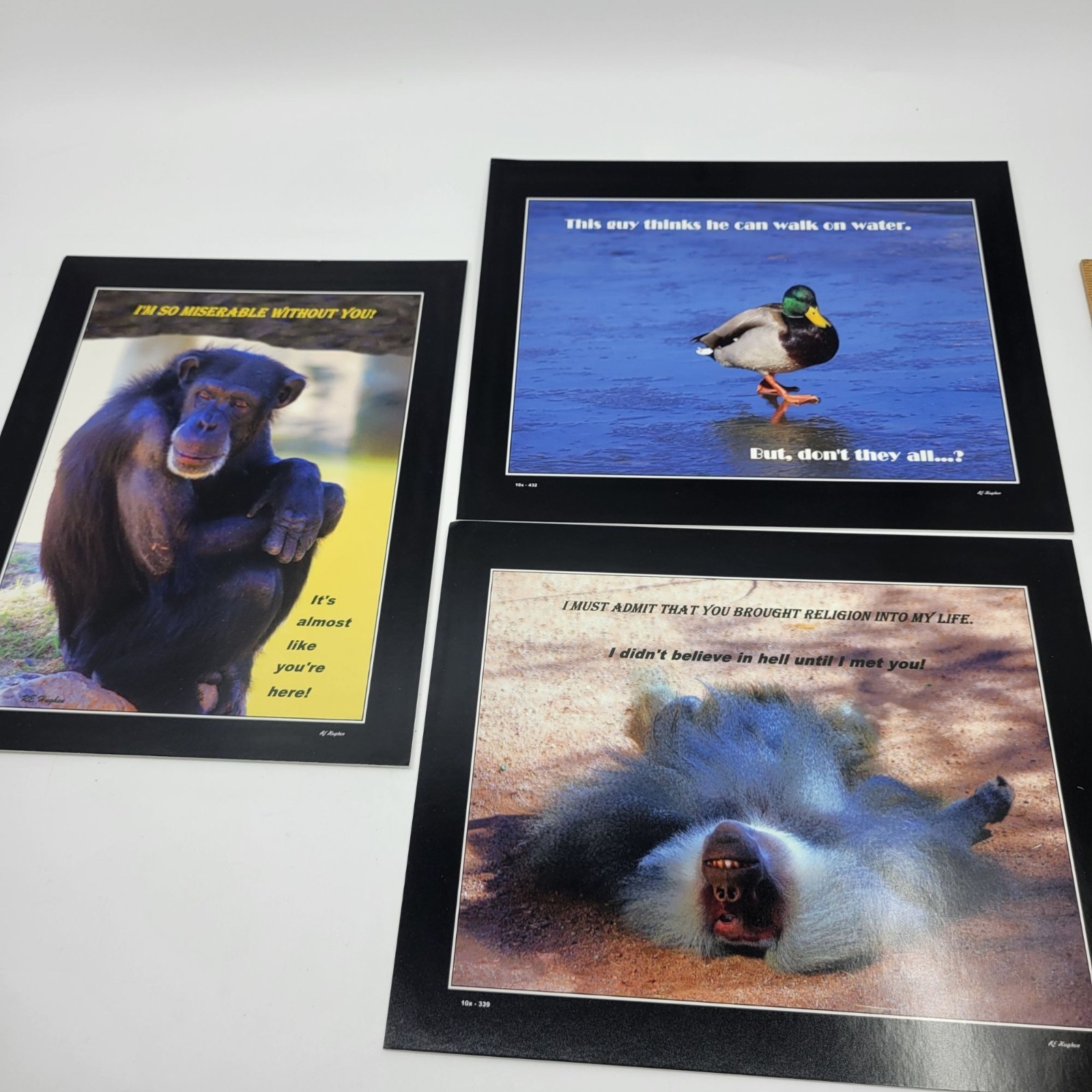 PHOTOGRAPHY Art MEME Prints Lot 3 Humorous Animals Nature Photos – HW029