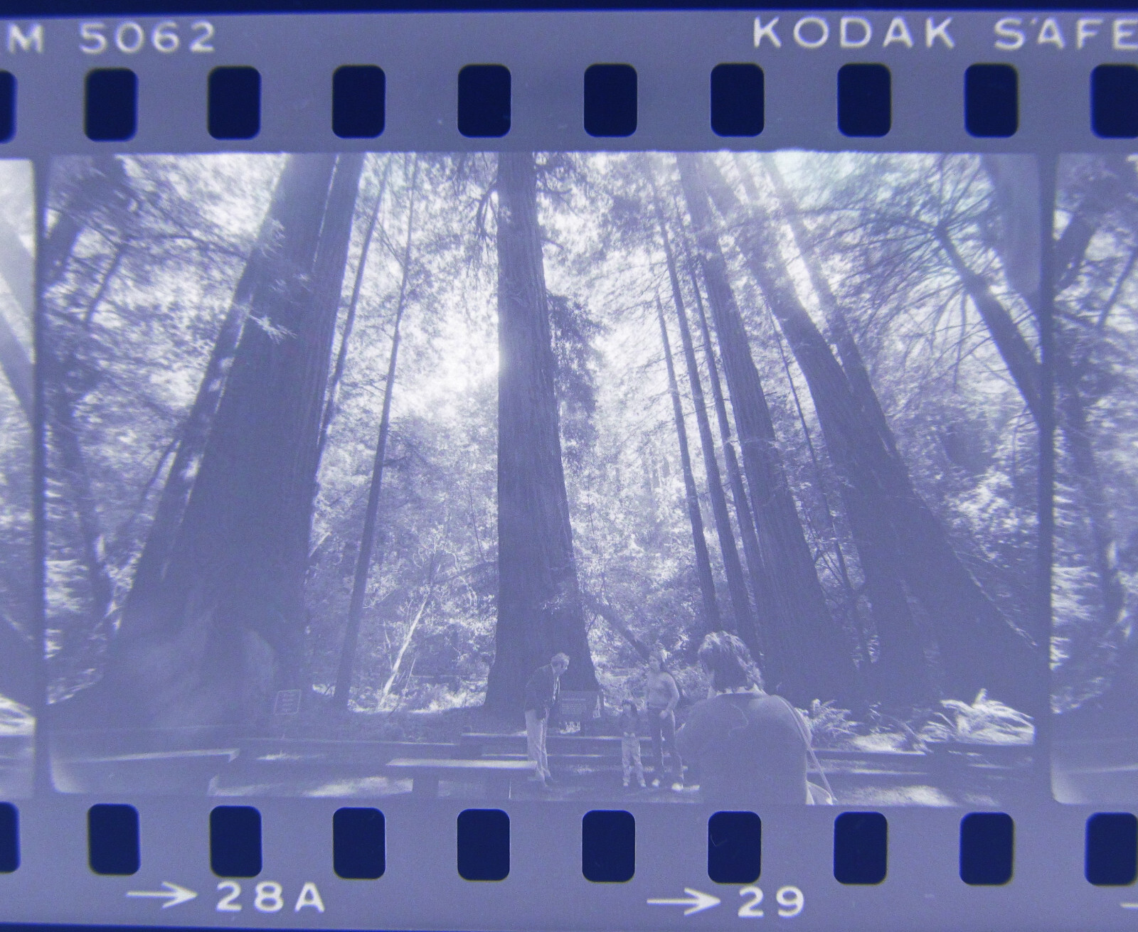 World’s Tallest Tree USA 1981 Wilfried Bauer Photographer 7 x Negative Stripes