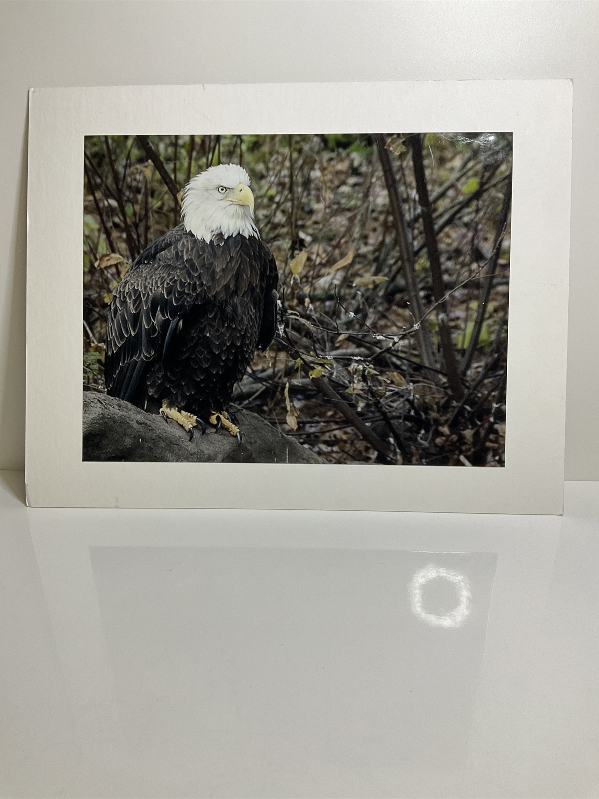 Double-Matted Photo of Eagle 14”x11”Signed by Avery Eden January 16 2013
