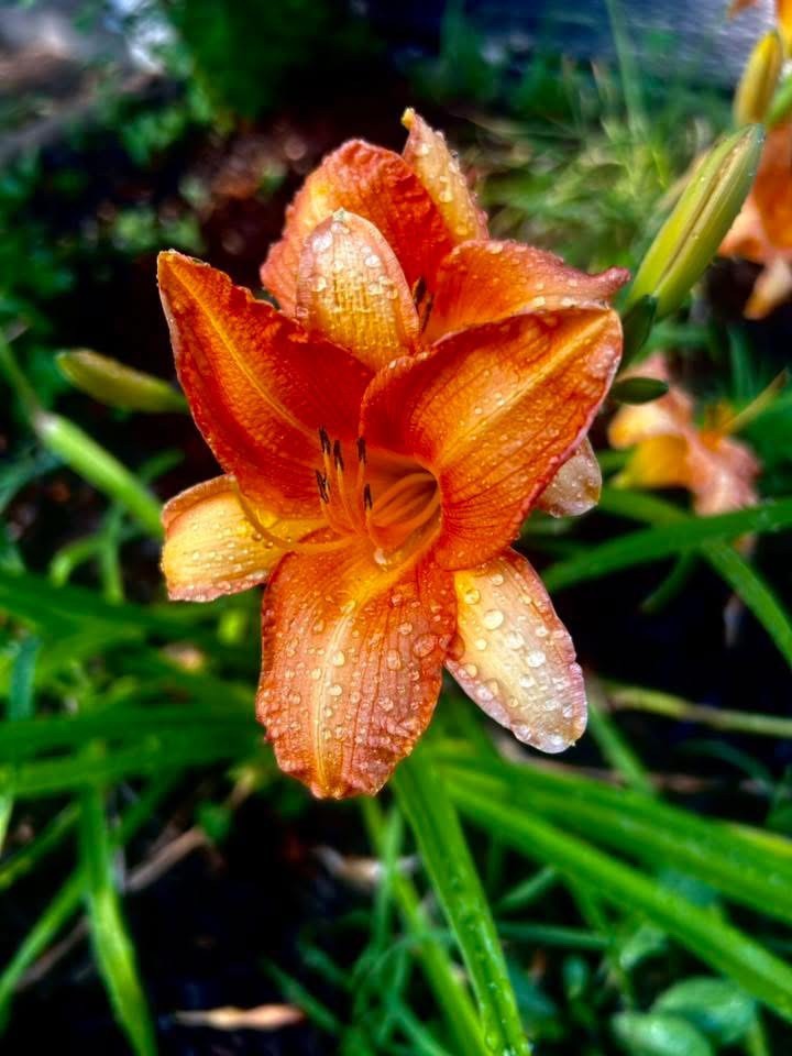 Flower Photograph Print Color Decor