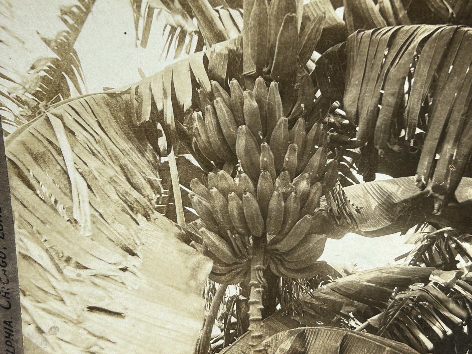 Cuba Caribbean Bananas 1903 Photo Stereo Vintage P83L3n
