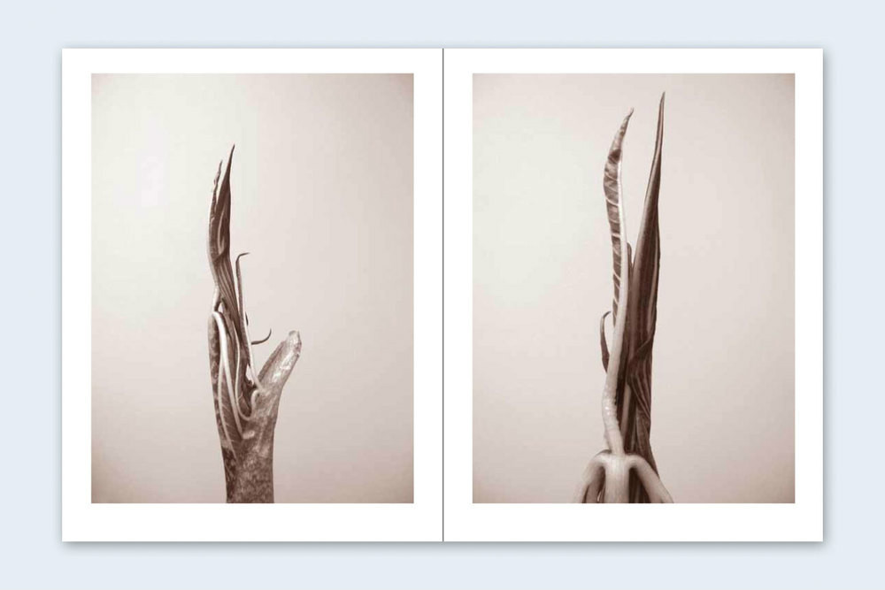 RON VAN DONGEN: One Picture Book Ltd Ed SIGNED w Photo ‘Arisaema Angustatum’ NEW