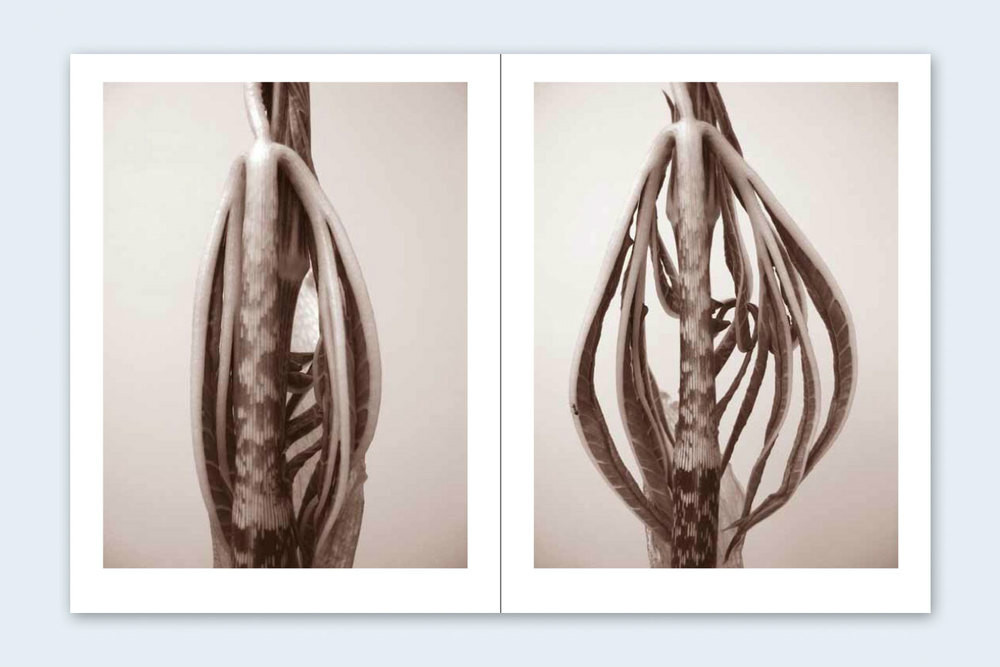 RON VAN DONGEN: One Picture Book Ltd Ed SIGNED w Photo ‘Arisaema Angustatum’ NEW