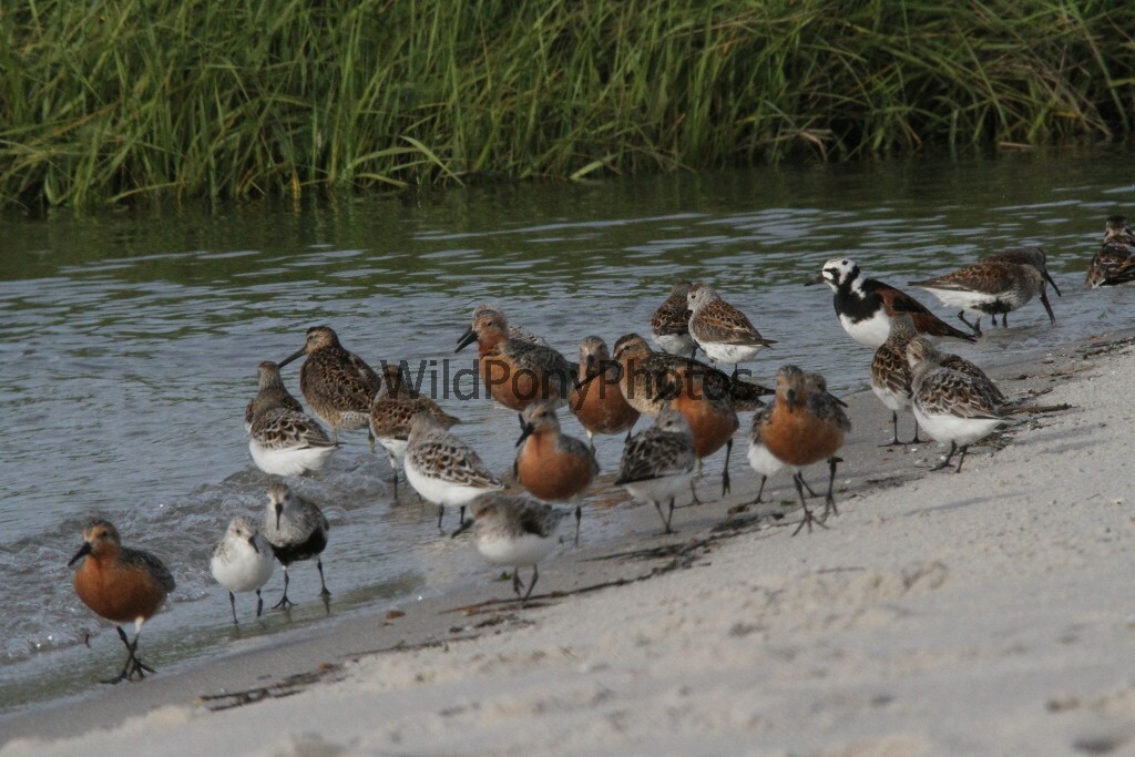 Red Knots, Dunlin, Ruddy Turnstones on the Beach Photo – Various Sizes