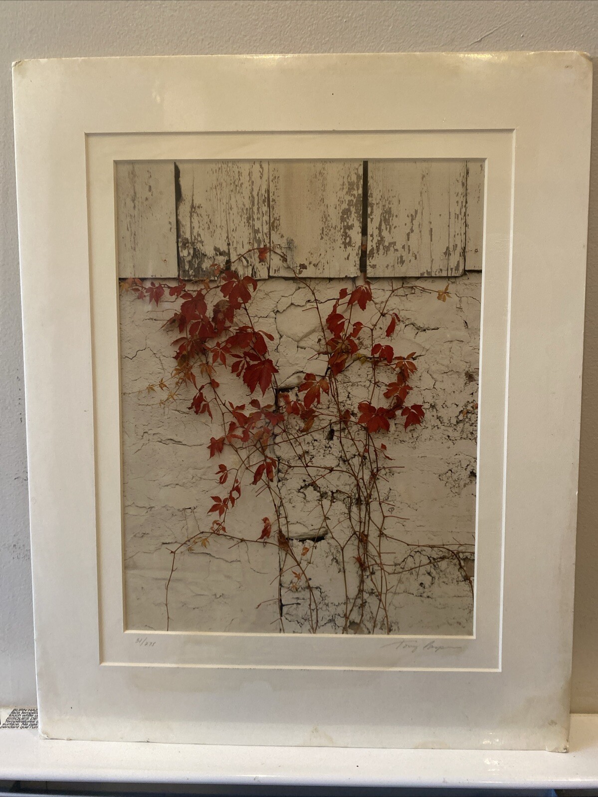 Tony Casper Ivy Wall Signed Numbered 31/275 Matted Art Photography Print 1992