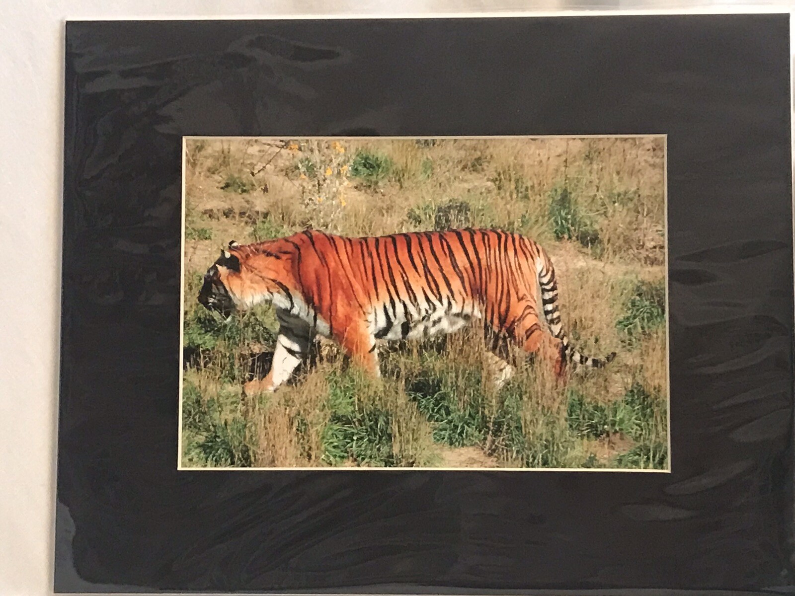 Siberian Tiger Photograph 5×7 Matted To 8×10. Original Art