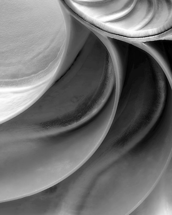 Fine Art Photography, Black and White print, 8×10, Shell Abstract, Seashell Pics