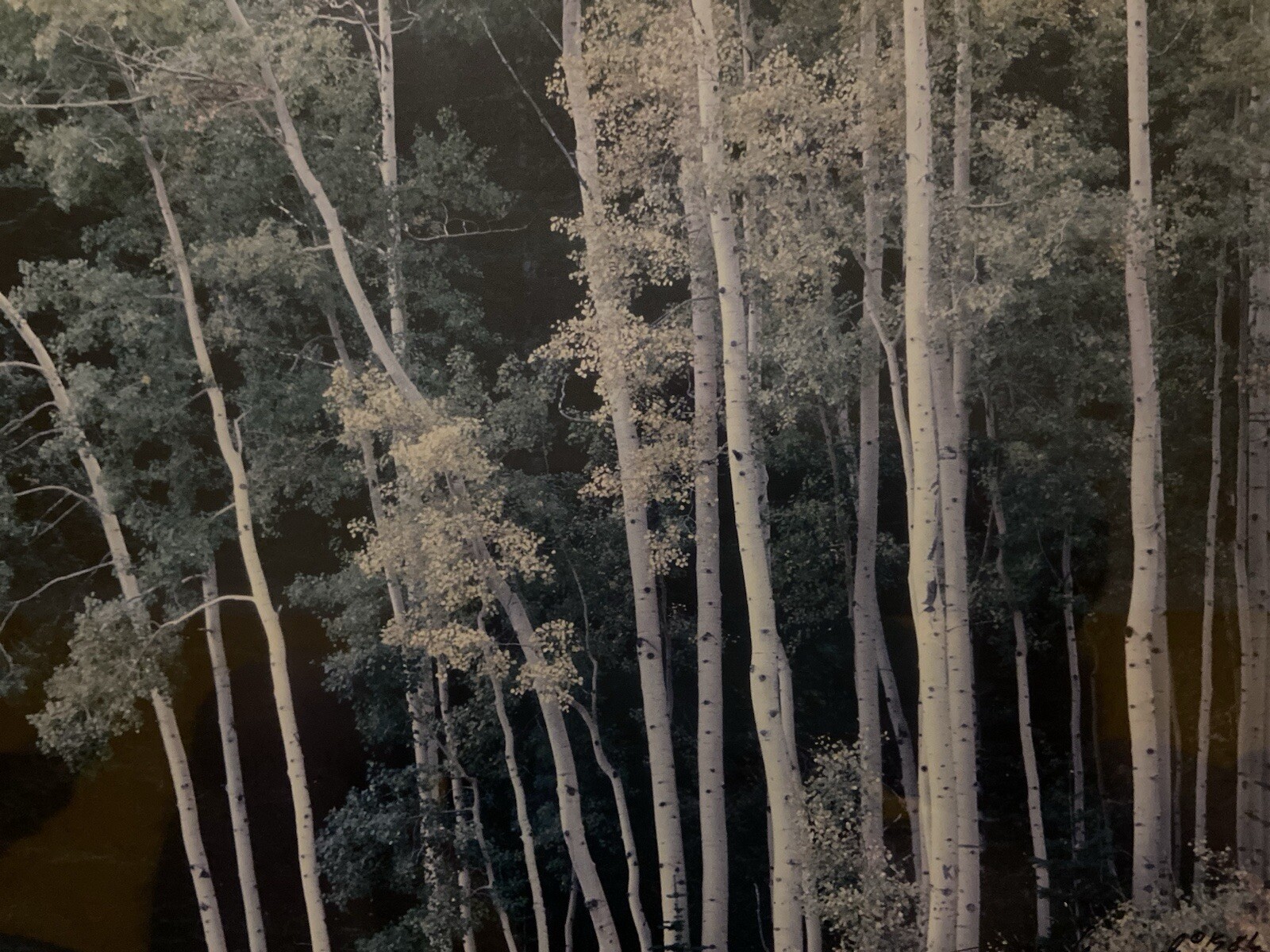 THOMAS D MANGELSEN Original Photograph