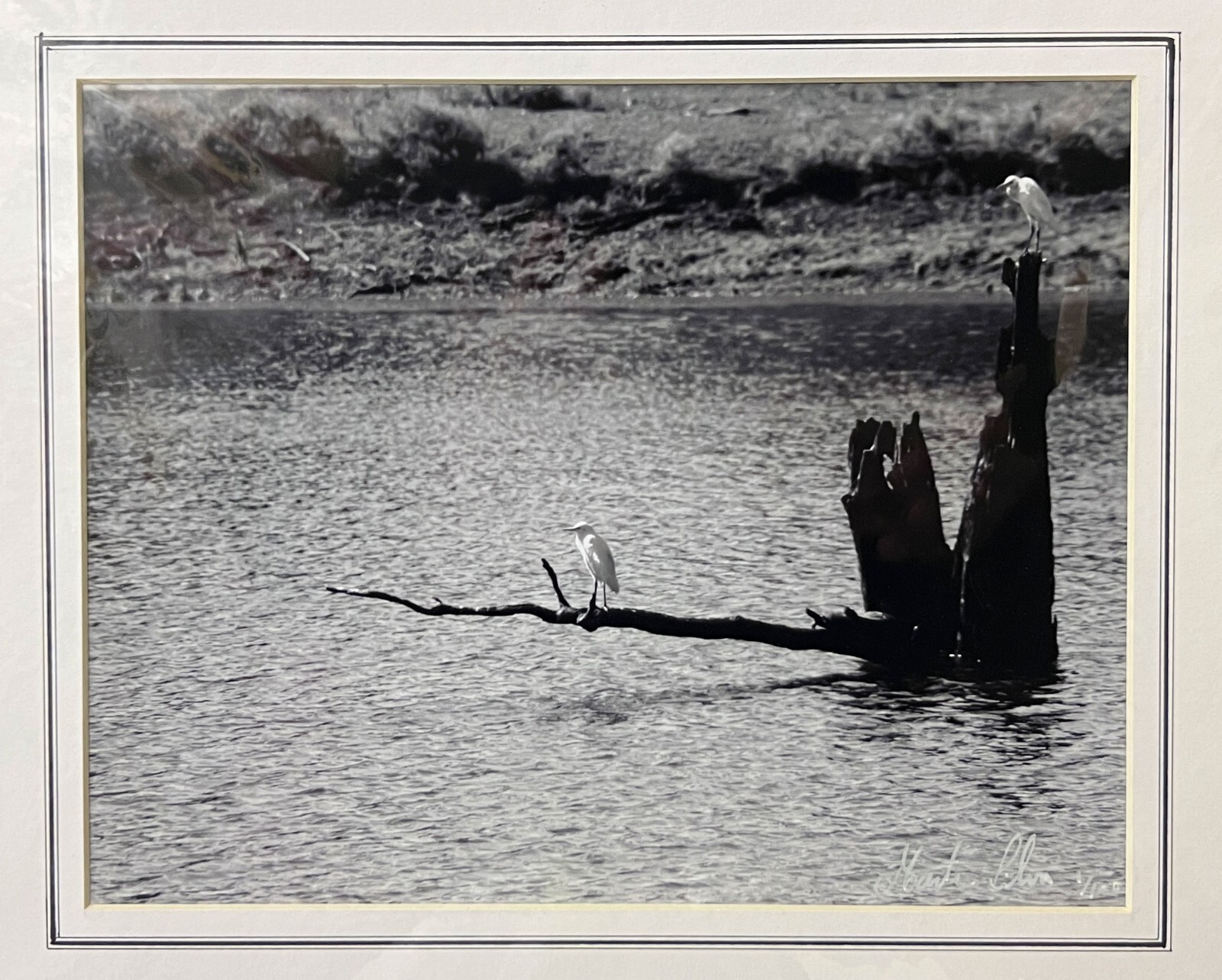 Matted black and white photograph signed 11 x 14 inch white birds Texas lake