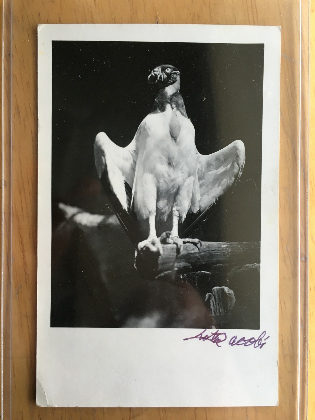 Lotte Jacobi – SIGNED real photo post card of a King Vulture