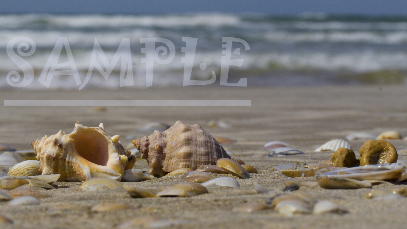 Lovely Seashells from the sea on the sandy beach wave nature Picture Photo Print