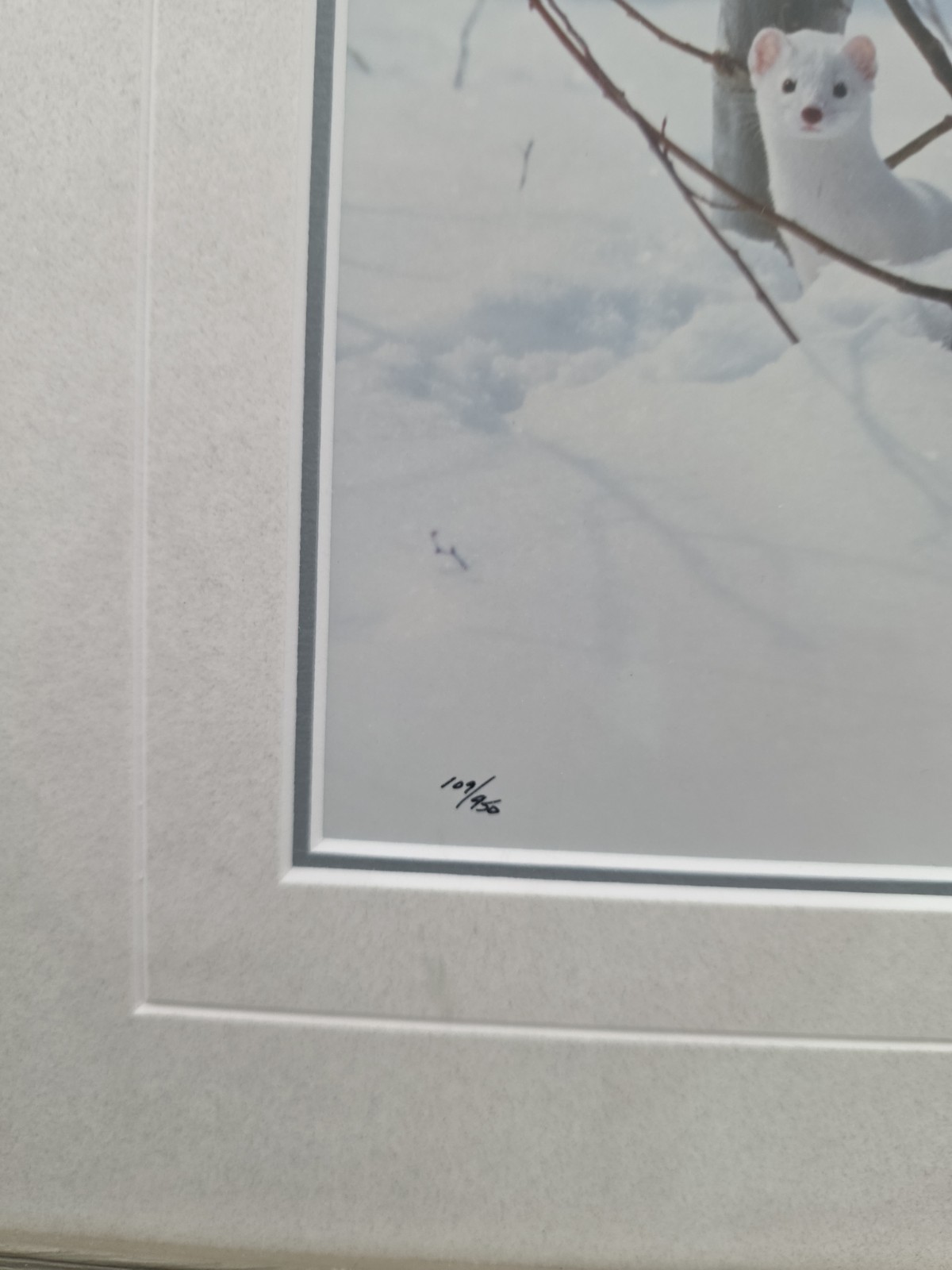 Thomas Mangelsen – Ermine in Trees (Signed 1999) 10×14 Framed