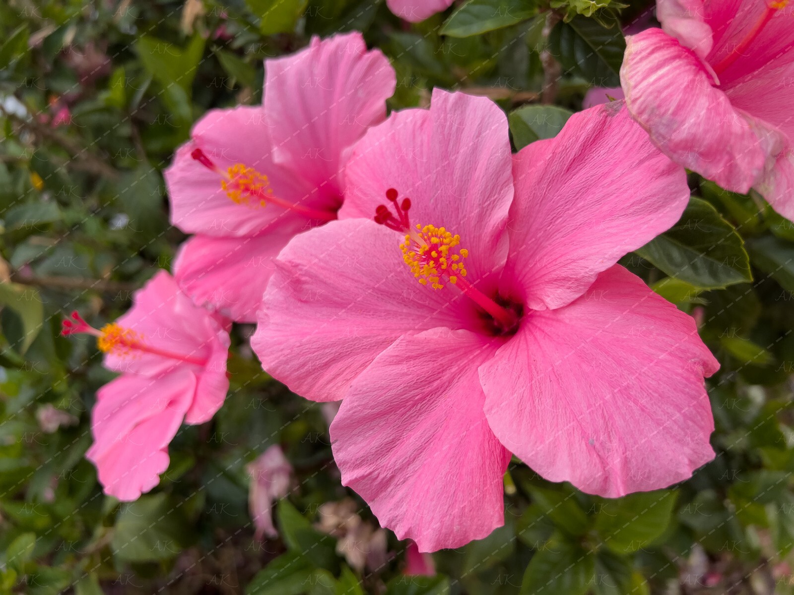 Digital Image Picture Photo Wallpaper: Hibiscus Flowers