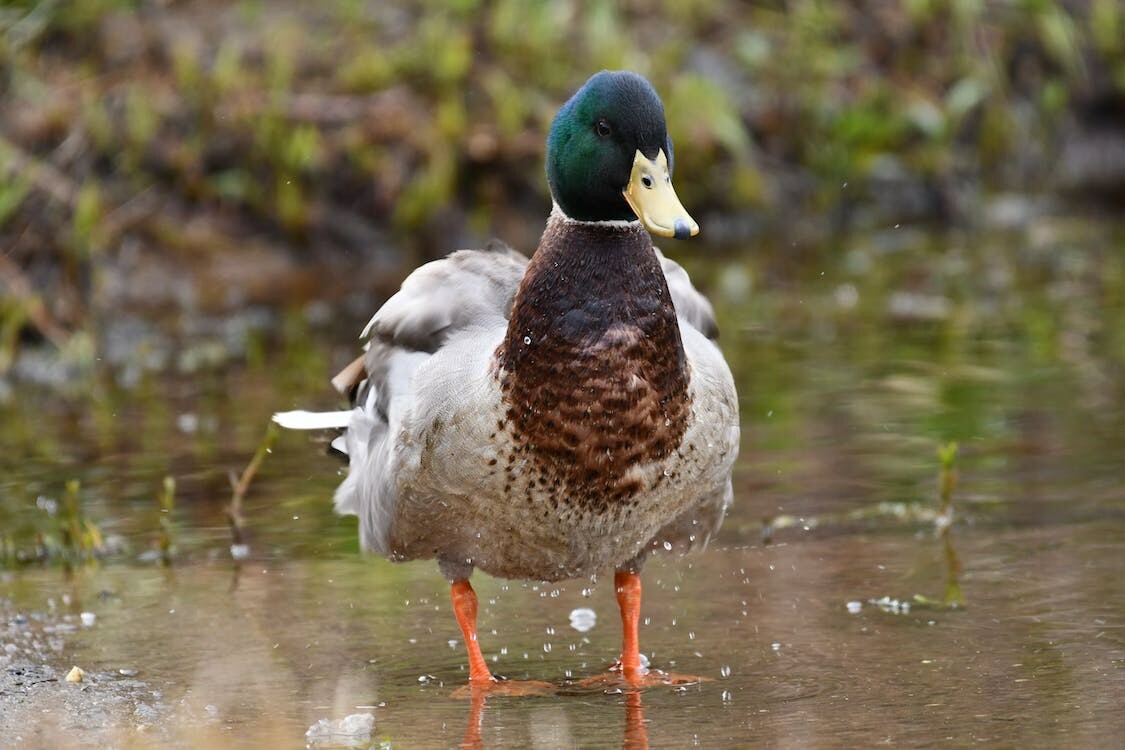 Digital Image Picture Photo Pic Wallpaper Background A Mallard on the River