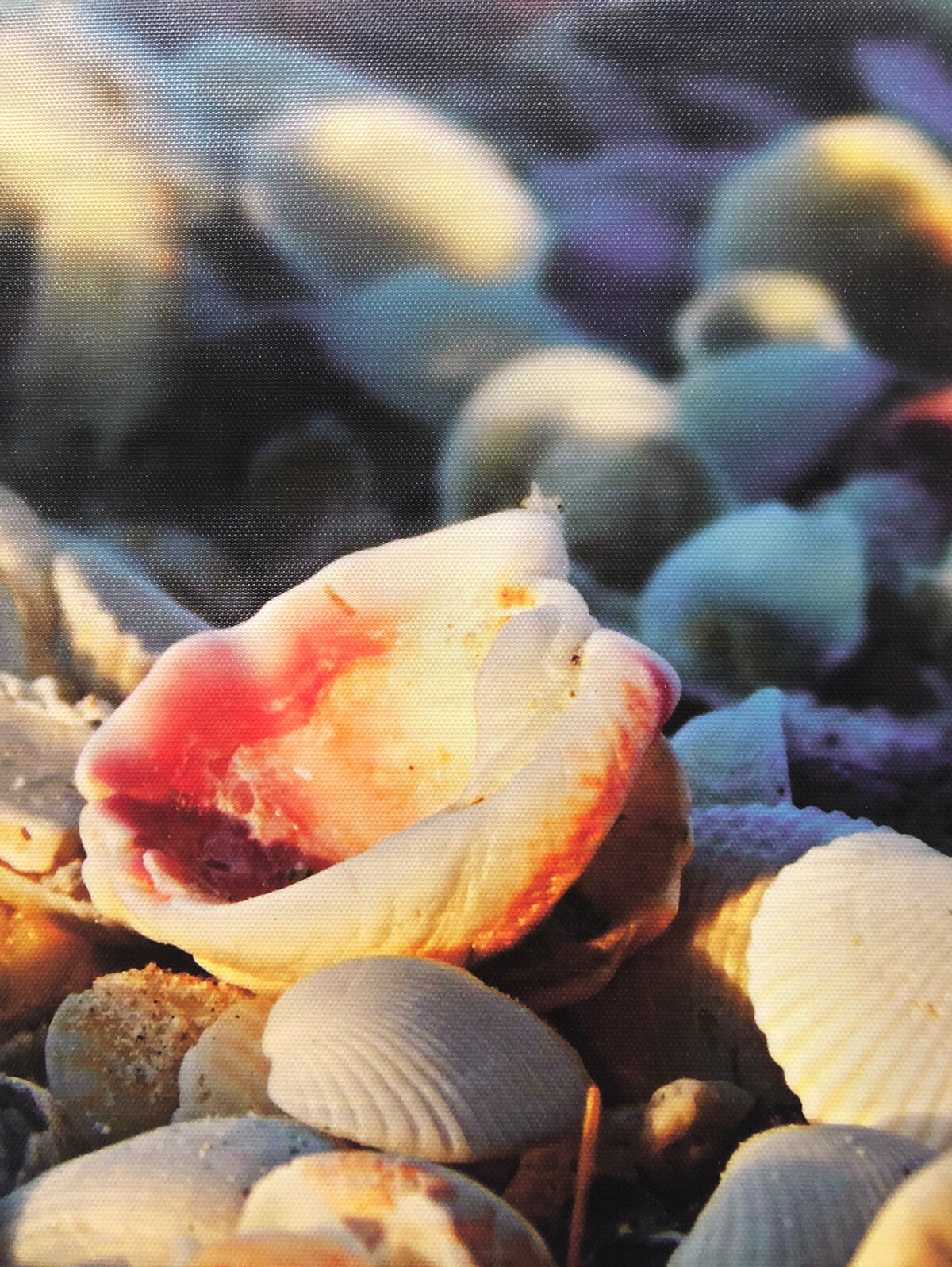 11×14 STRETCHED CANVAS SEASHELL PHOTO
