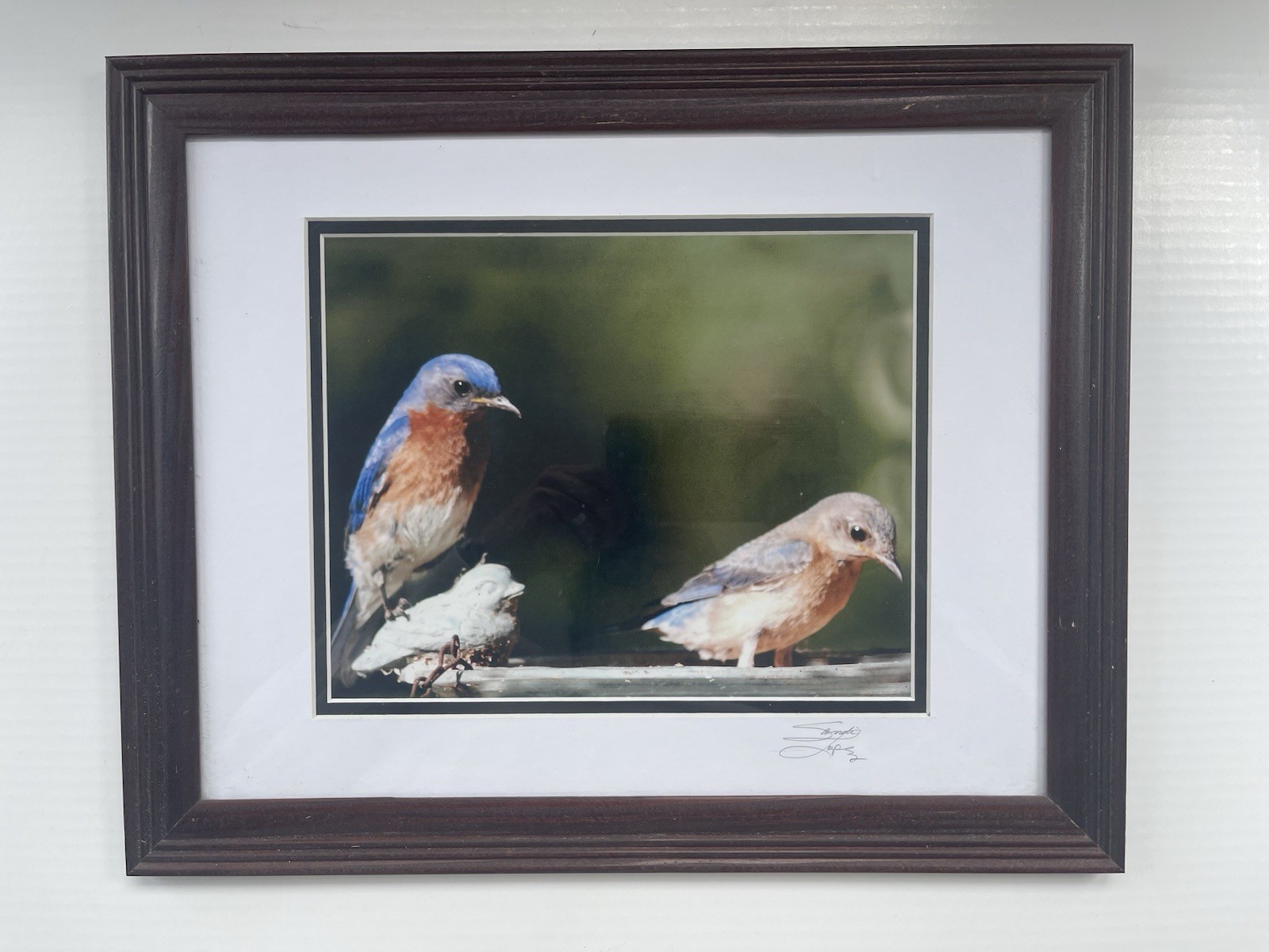 8X10 Picture Print Bird Photography Fine Art Photo Signed “Sandi Lopez”