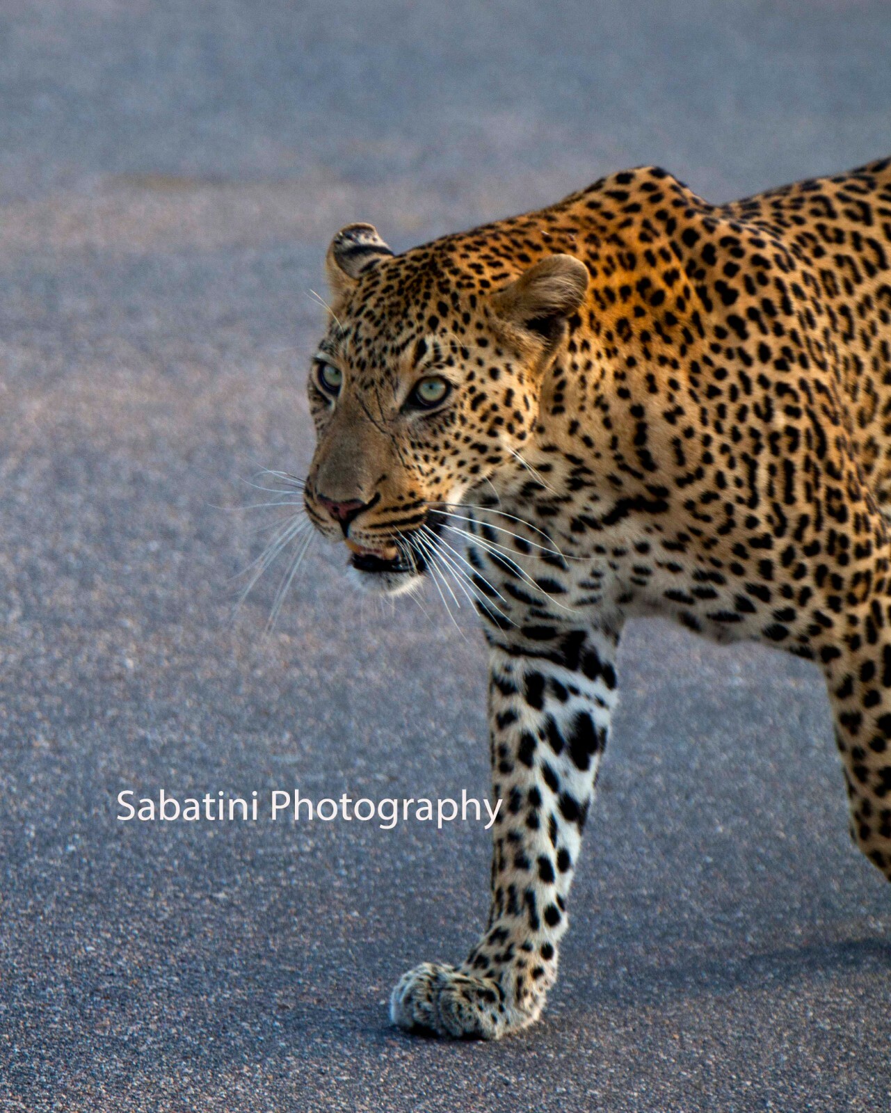 Kruger National Park, South Africa “Leopard” Metallic Print 11 x 14