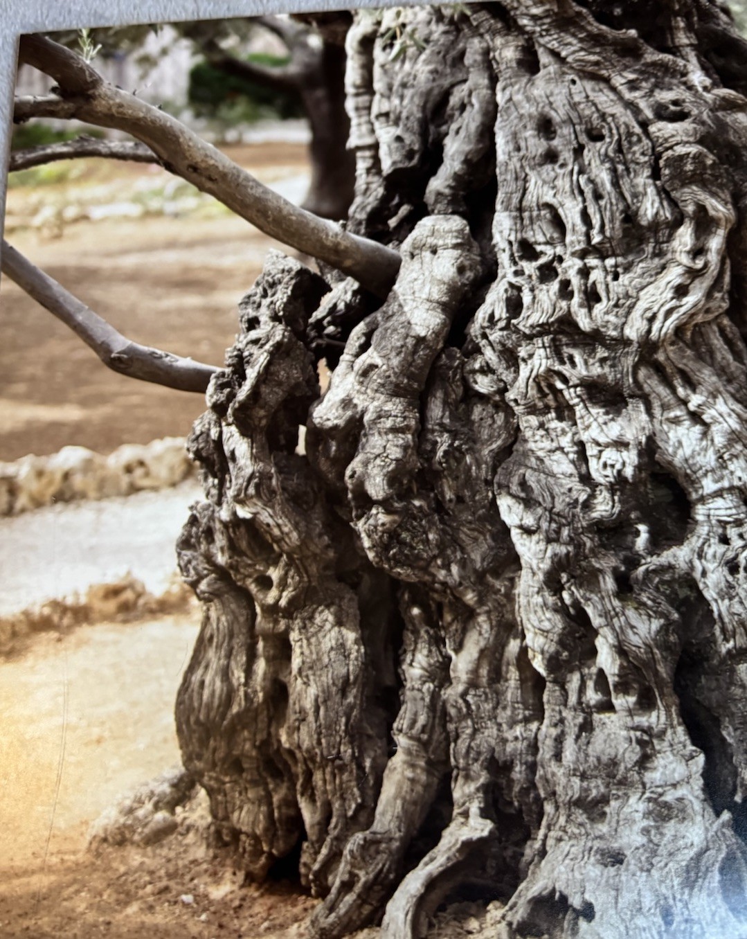 Fine Art Olive Tree Photography on Glass | Fotoflot Wall Art | 22×15