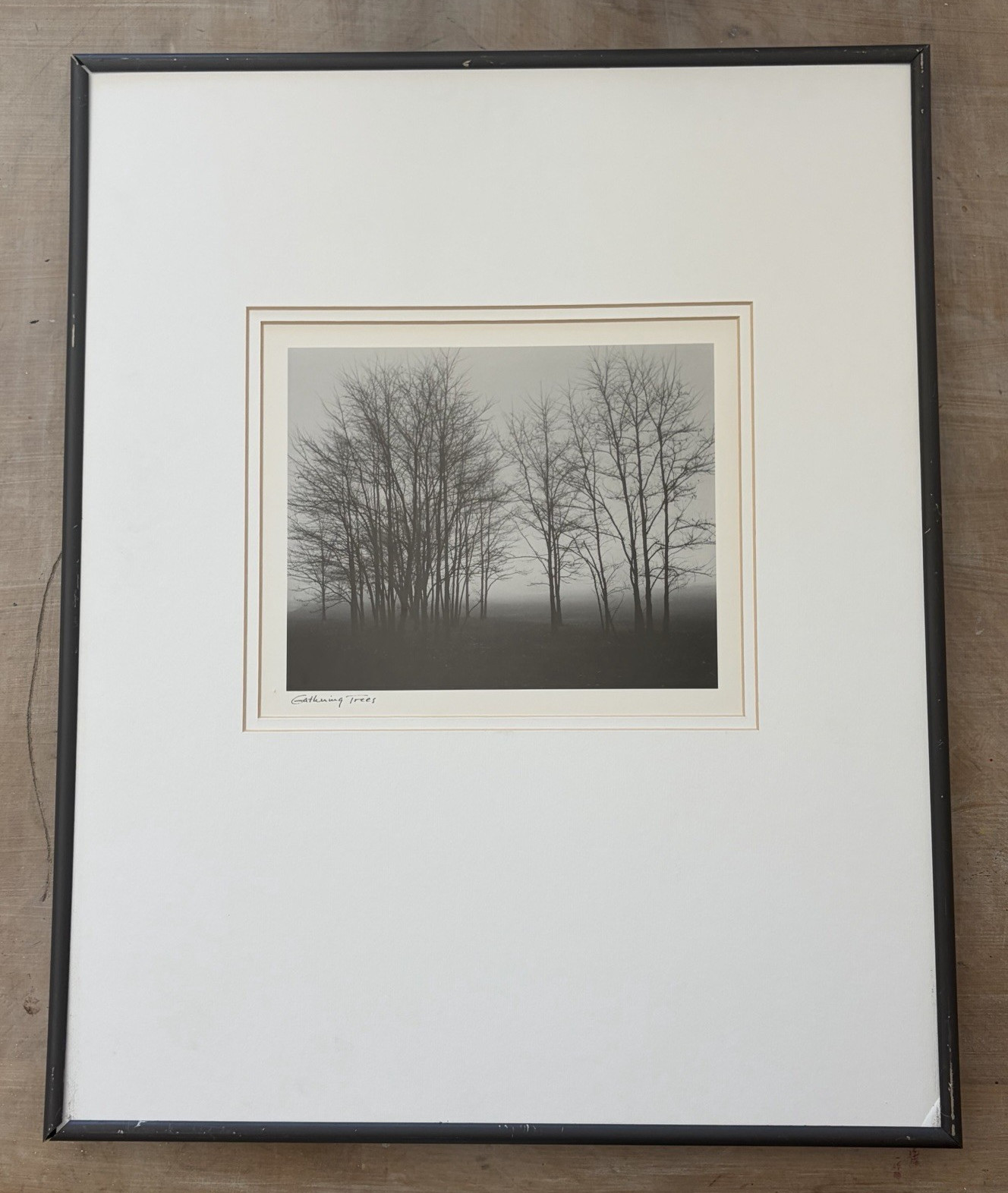 Gathering Trees Black & White by Richard Calvo Photograph Matted & Framed