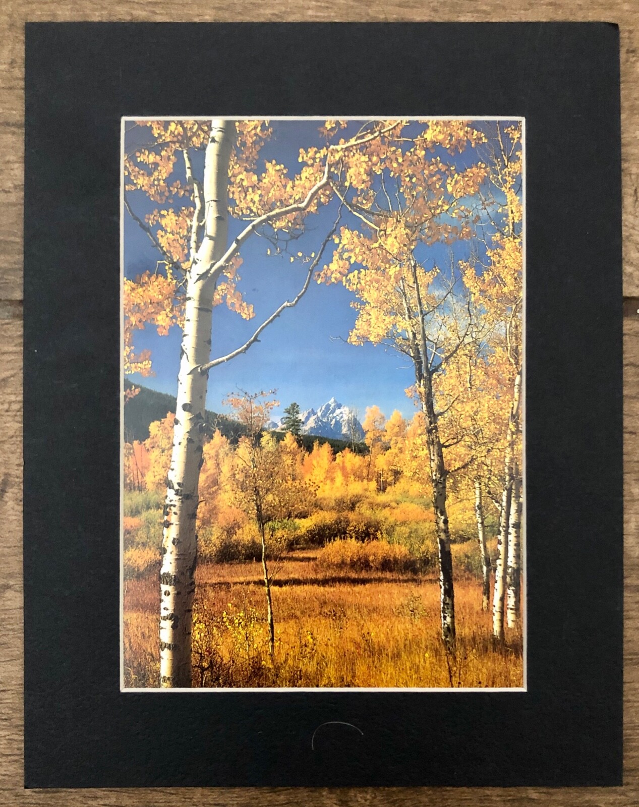 3 Vintage Matt Holzer Small 7″ x 9″ Photo Prints Trees Beech, Cypress, Aspen