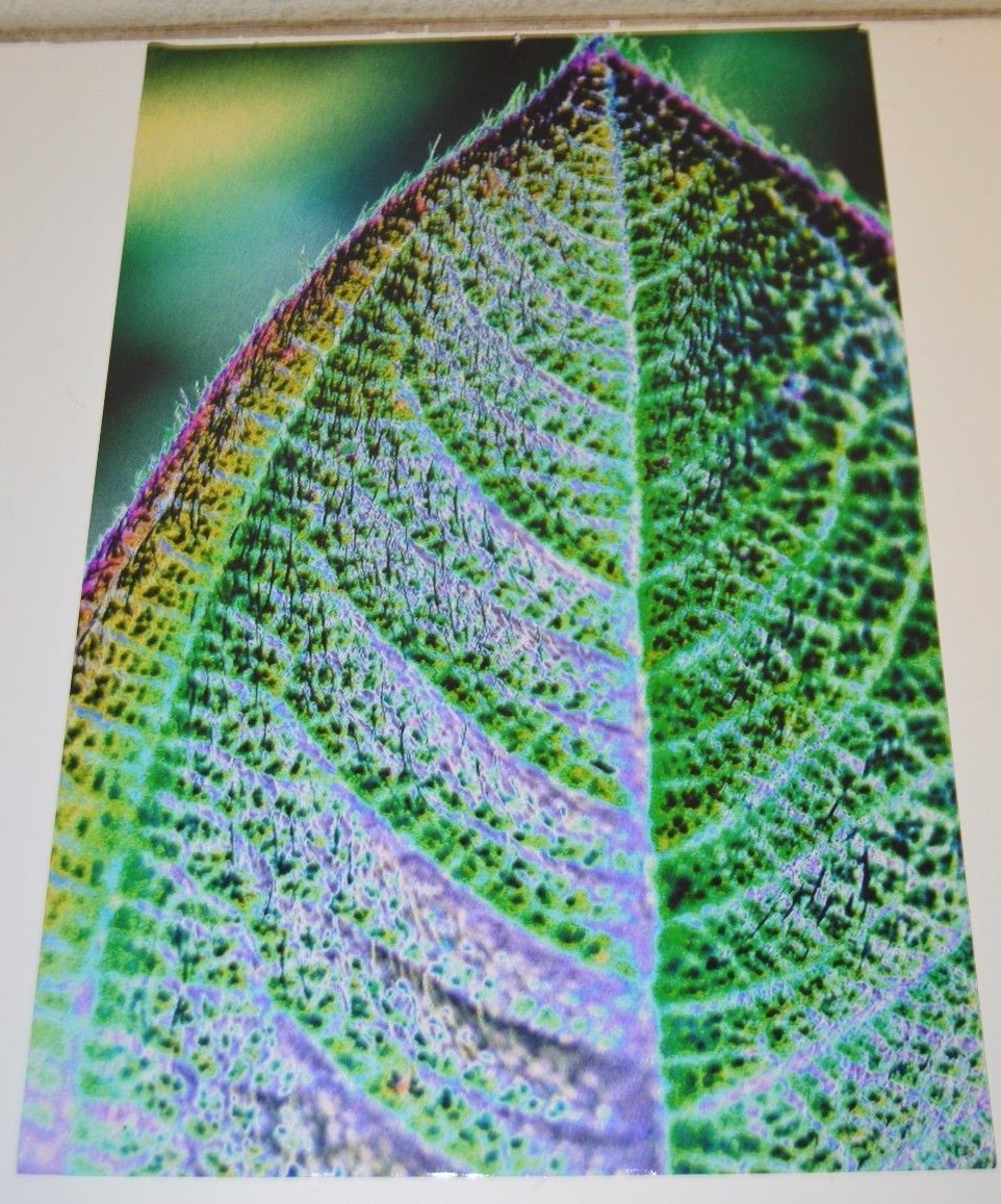 WOW 18″ x 12″ Photo Photograph Print BO BIXLER San Francisco Colorful Plant RARE
