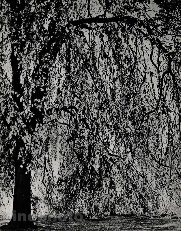 1933 Hein Gorny SUN & TREE Landscape Germany Vintage Photography Fine Art 16×20