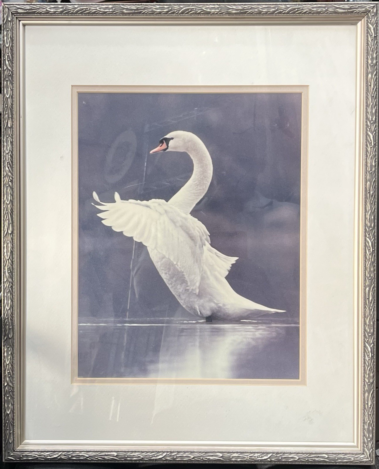 Vintage Mute Swan Fine Art Print Framed Double Matted Wildlife Photography