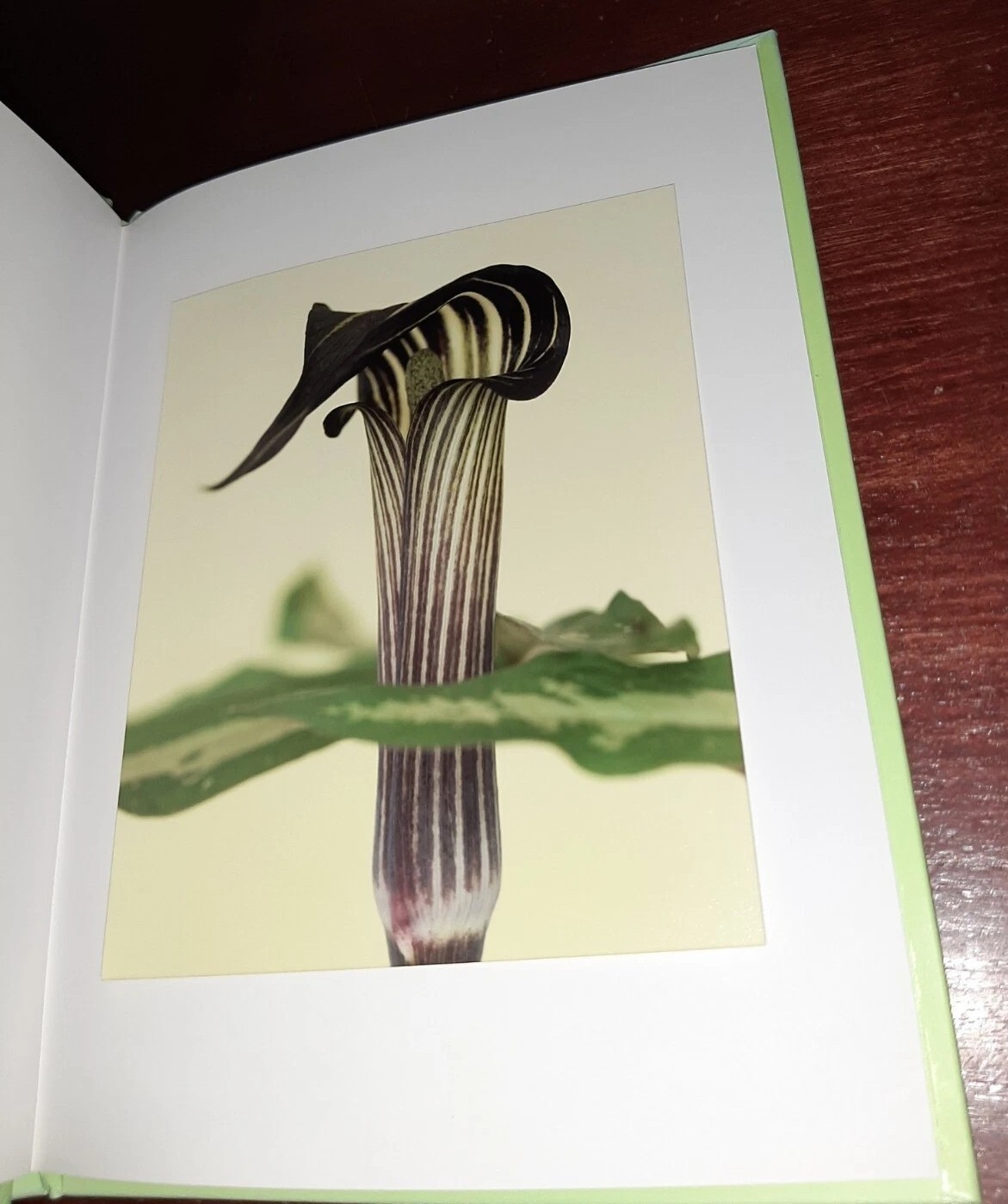 RON VAN DONGEN: One Picture Book Ltd Ed SIGNED w Photo ‘Arisaema Angustatum’ NEW