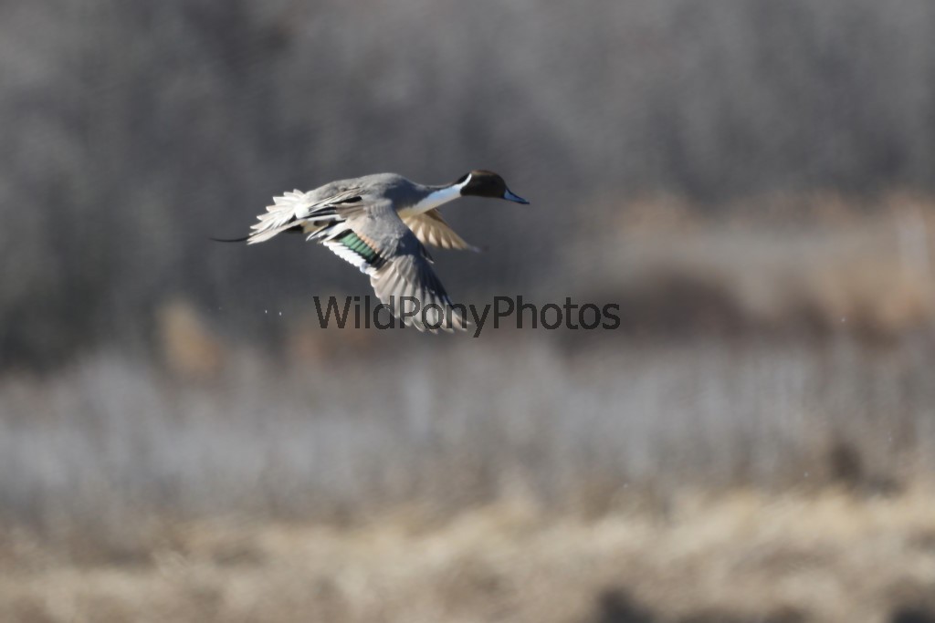 Pintails Photo 1, Pick One Image – Various Sizes