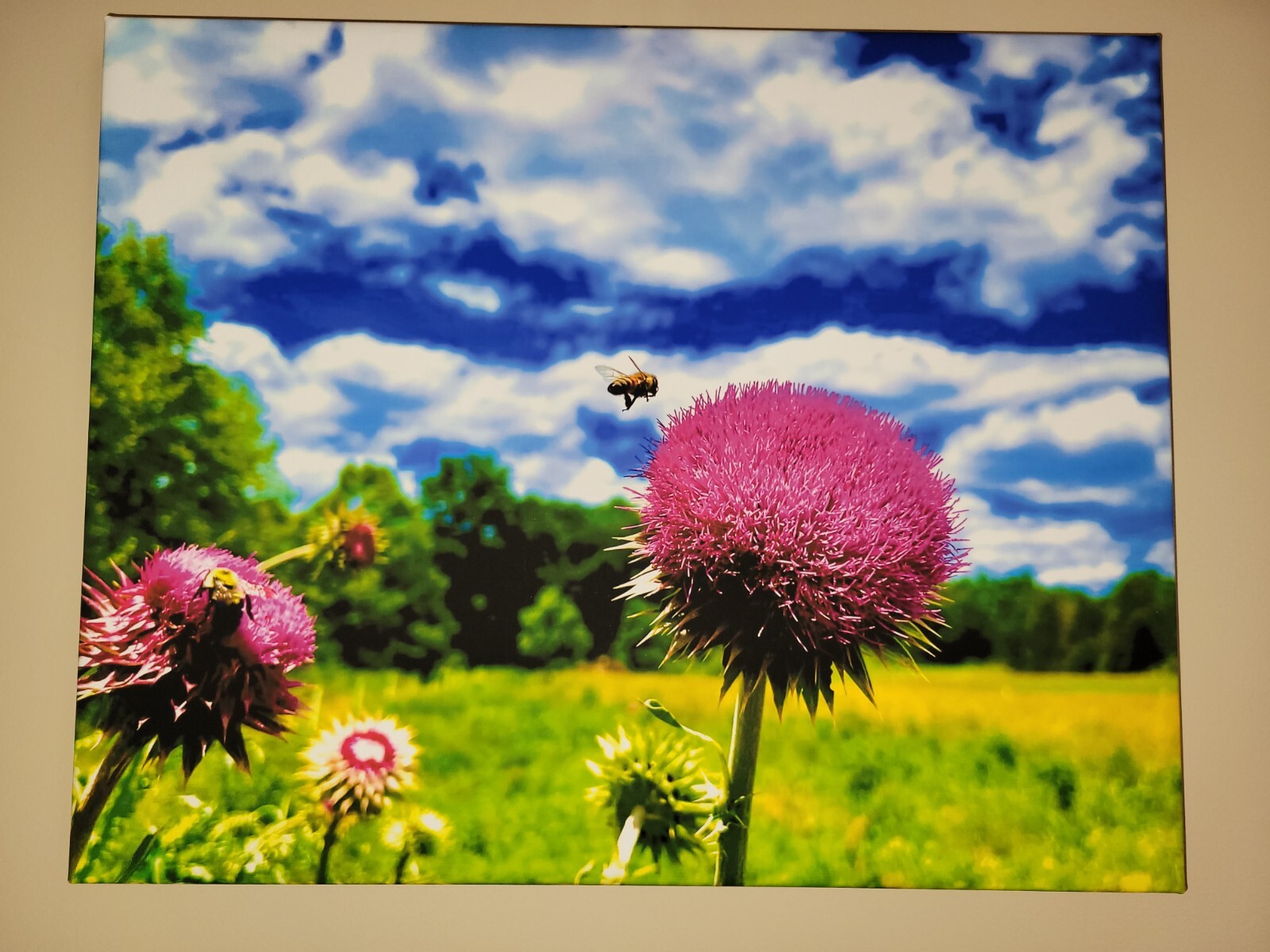 Nectar In The Field, Bees On Wild Thistle, 16×20 Canvas Photo Ltd Ed. Signed