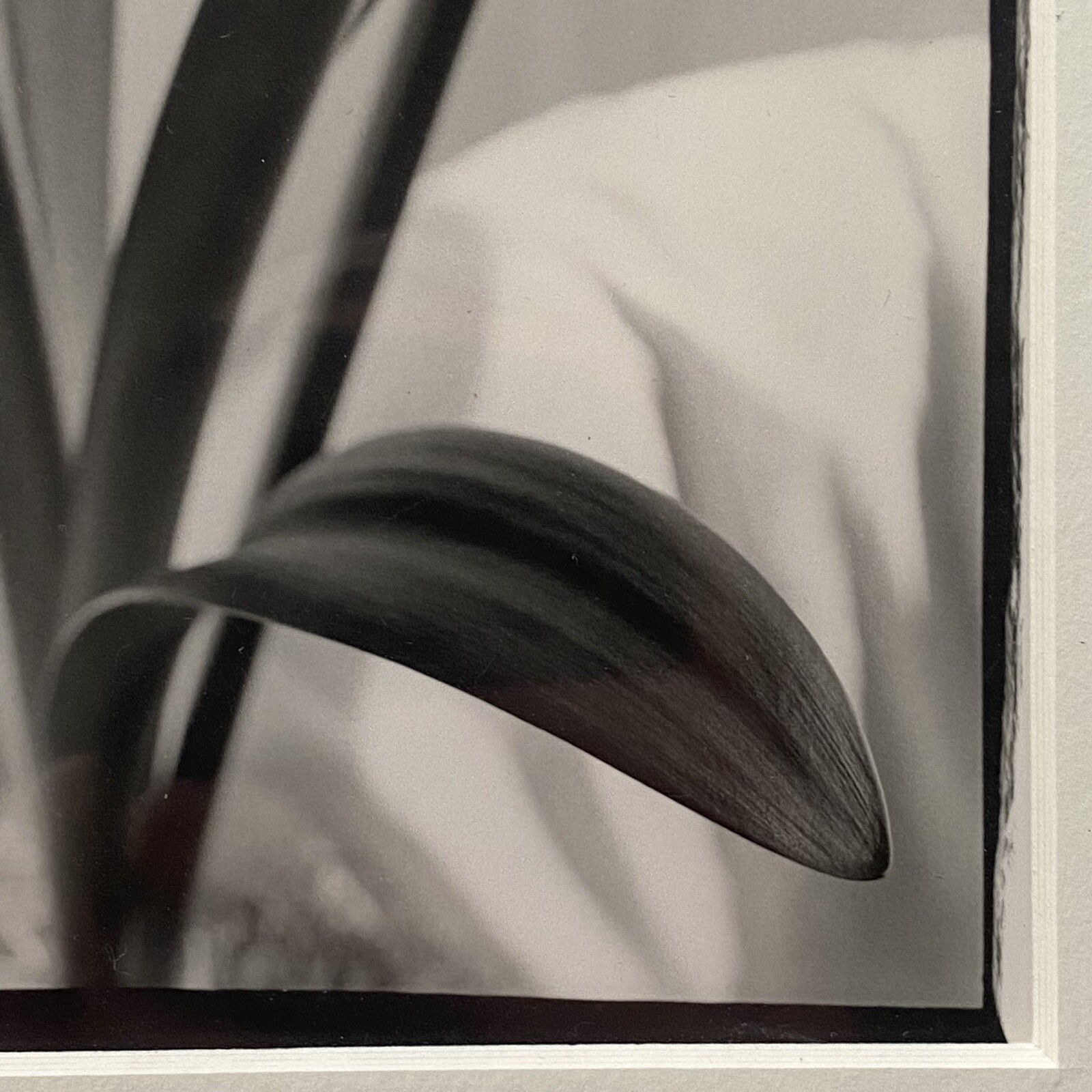 Black & White Floral Linear Contrast Sunlight Still Life Matted Print 8″x10″