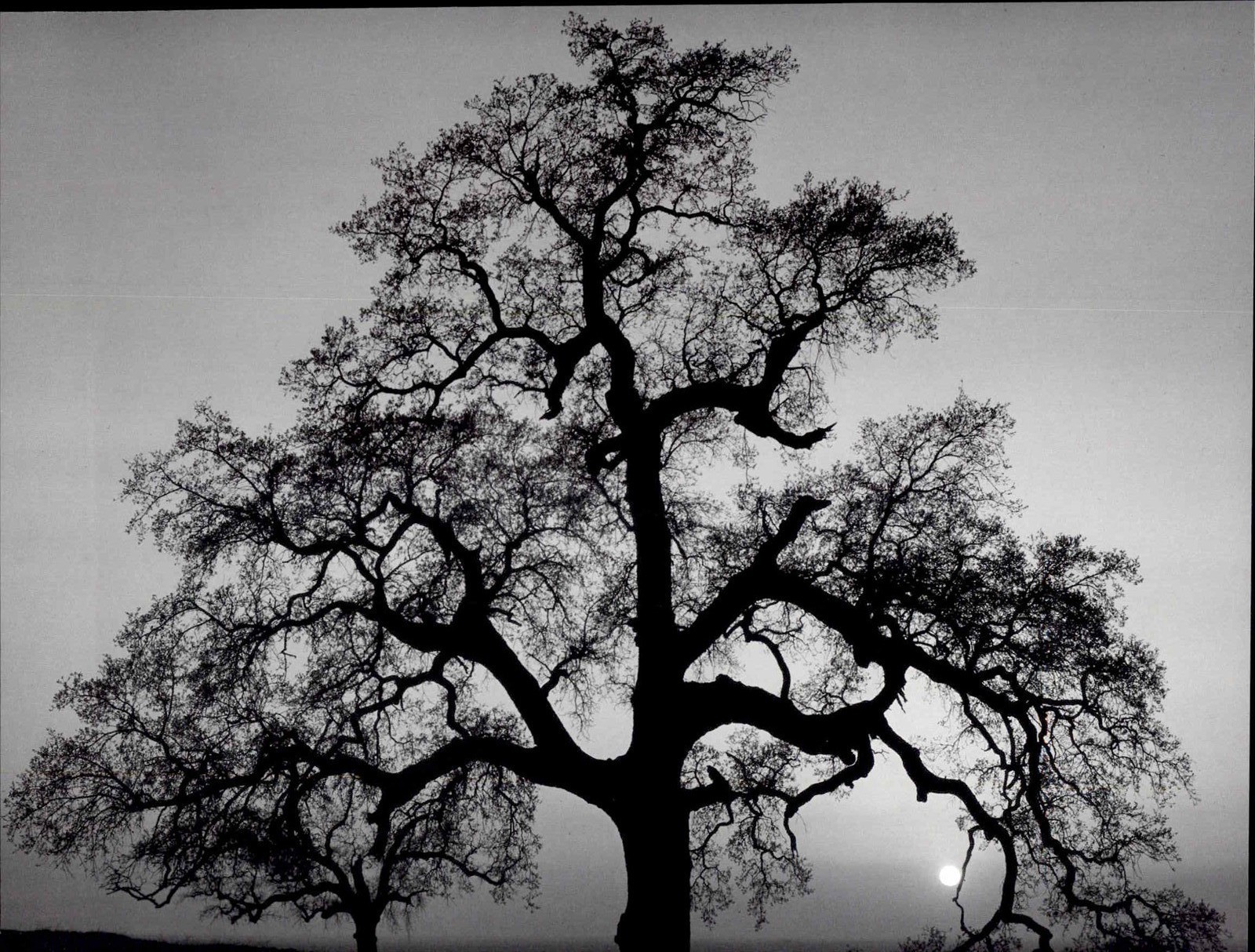 1986 1962 Ansel Adams Oak Tree Sunset City Sierra Foothills Cal Large Art Photo