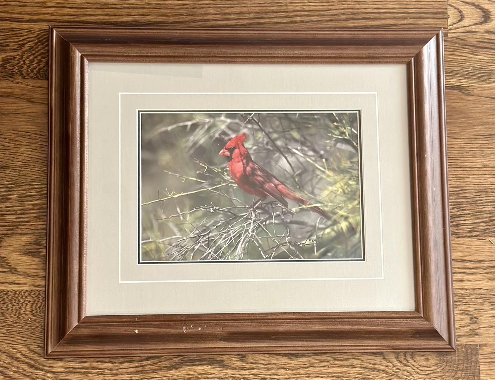 Thomas D. Mangelsen “Ruby of the Palo Verde” Limited Edition Cardinal Photograph
