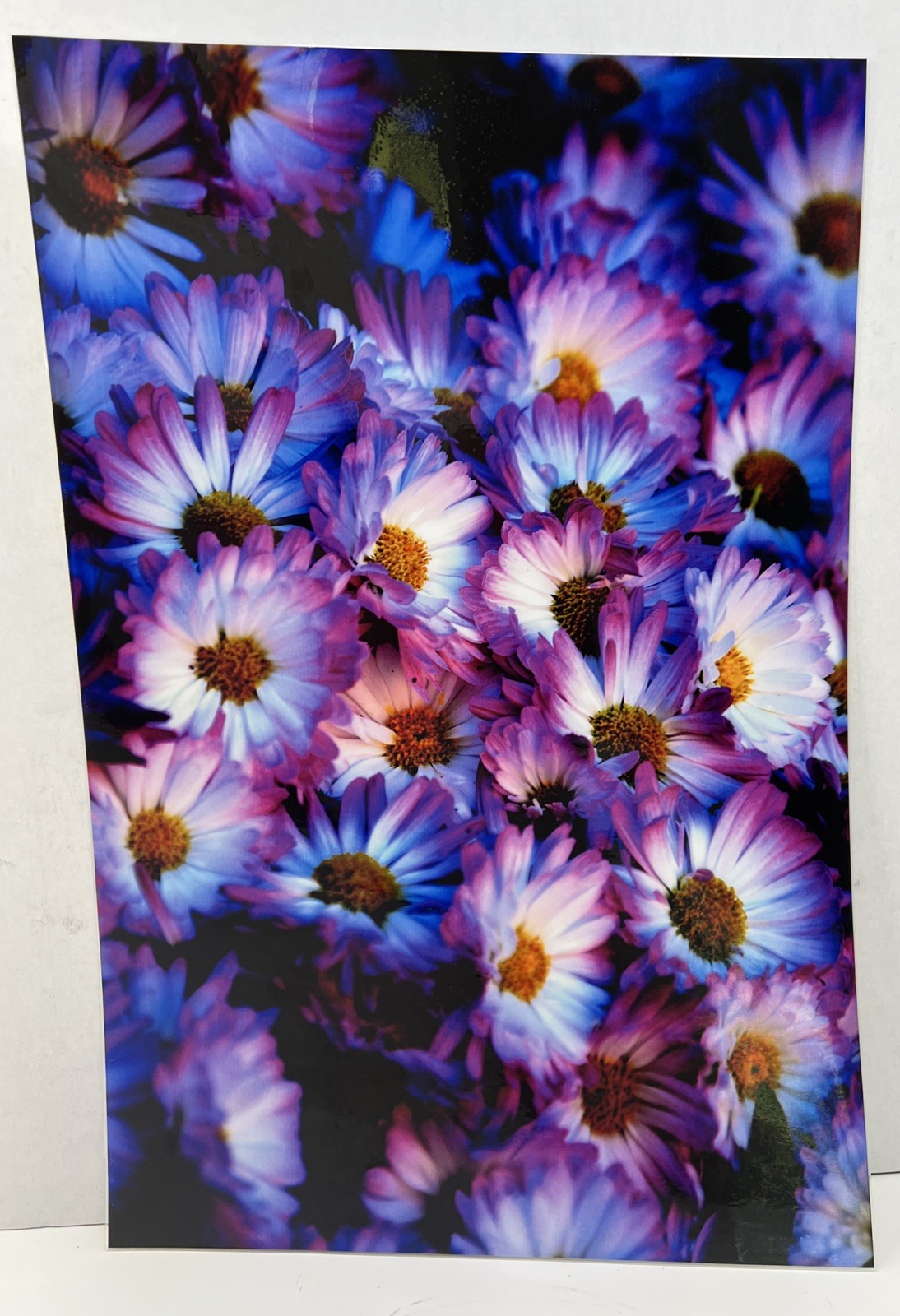Laminated Cody Jackson Photography 12×18″ Purple & White Daisy Flowers Epson Pro