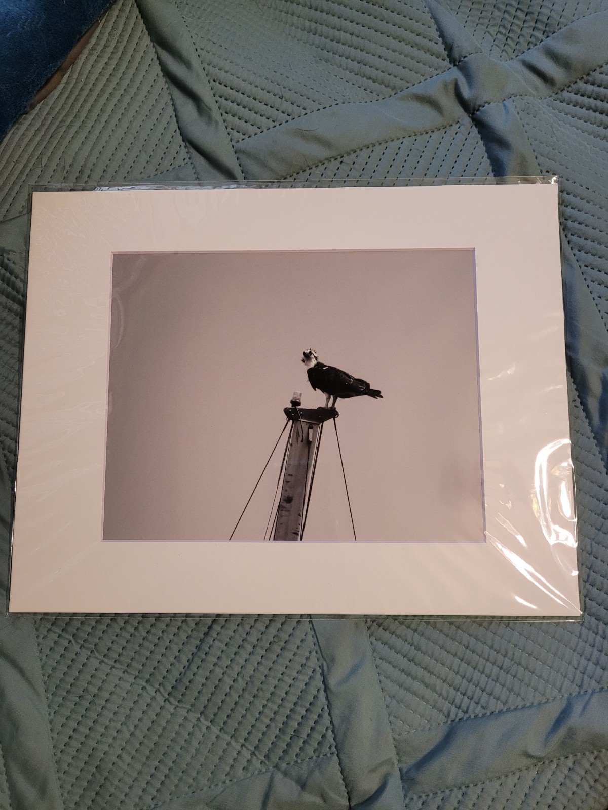 8 By 10 Osprey On A Sailboat Mast Photography Print Black And White.