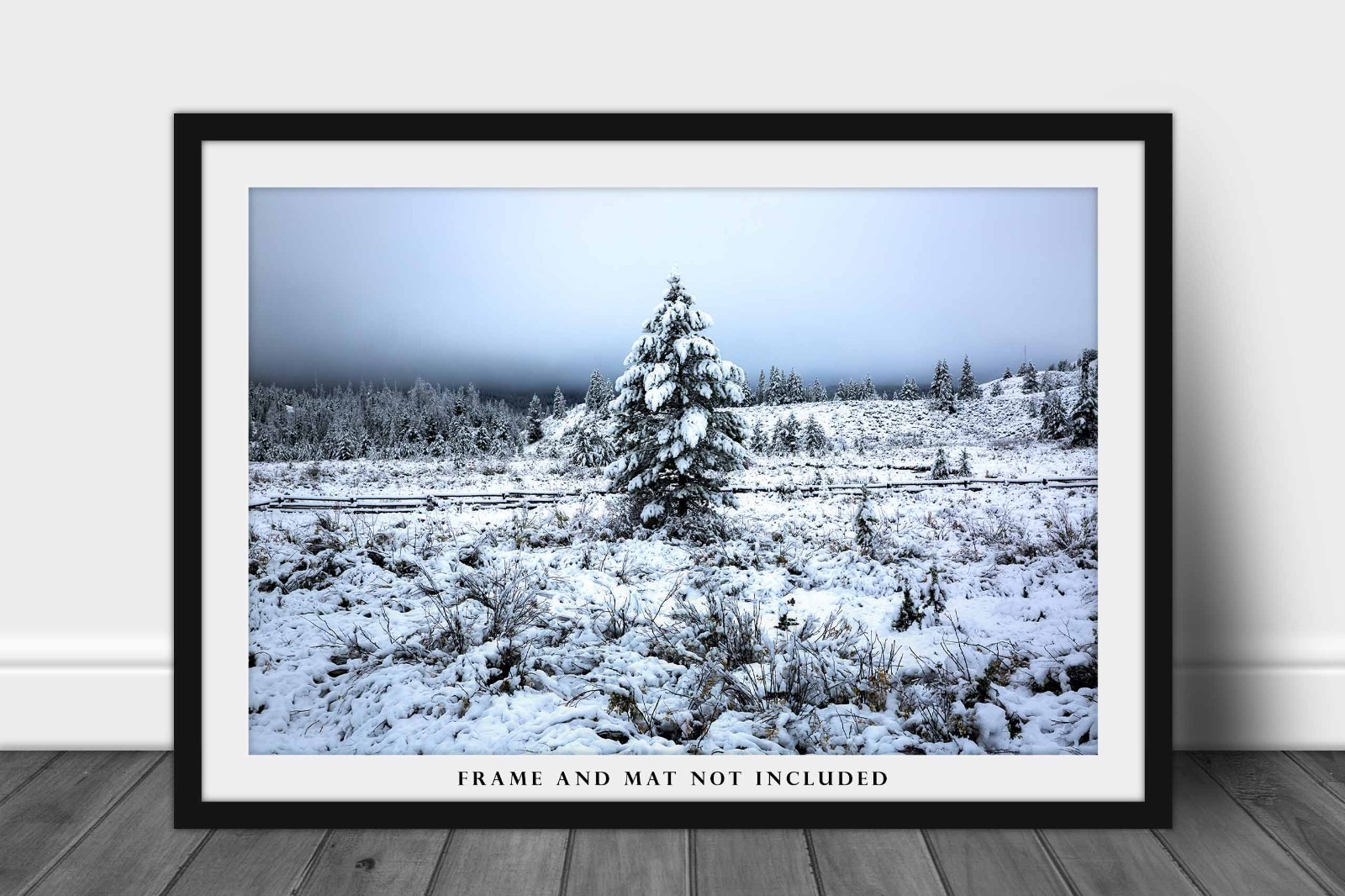 Snowy Pine Tree Photography Print: Wyoming Rocky Mountains Winter Forest Photo