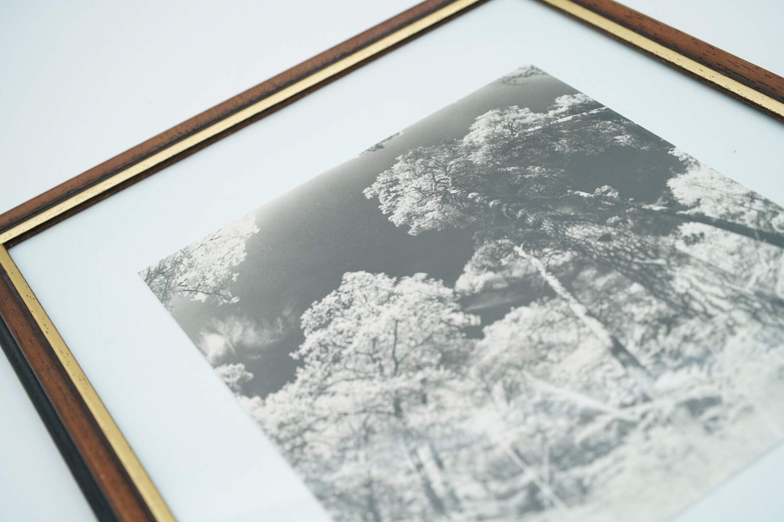 Fotografie Kunst, Wald in Infrarot, Barytpapier, 26,5×32,5cm, Handarbeit