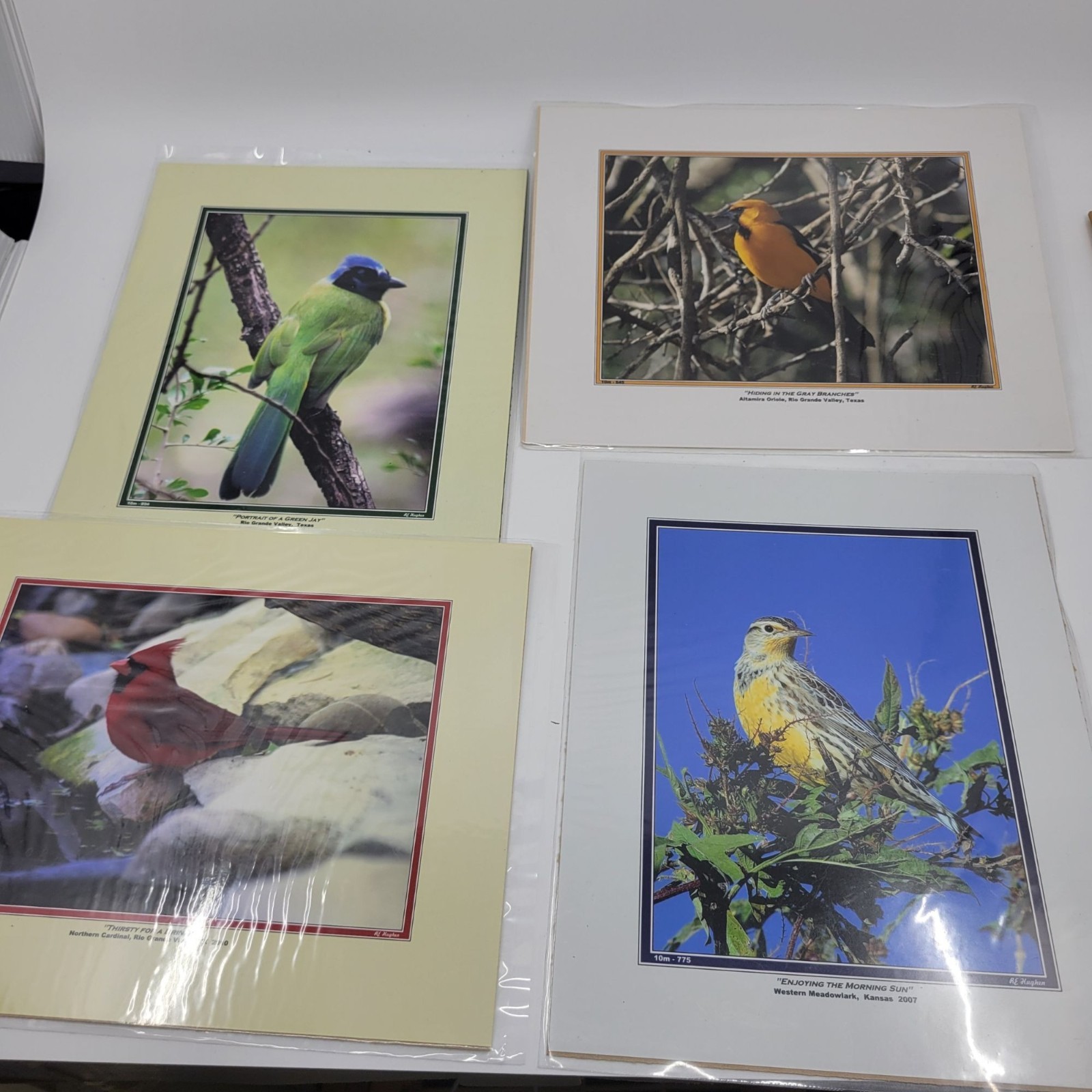 PHOTOGRAPHY Art Prints Lot 4 Vintage BIrds Birding Nature Photos – HW026