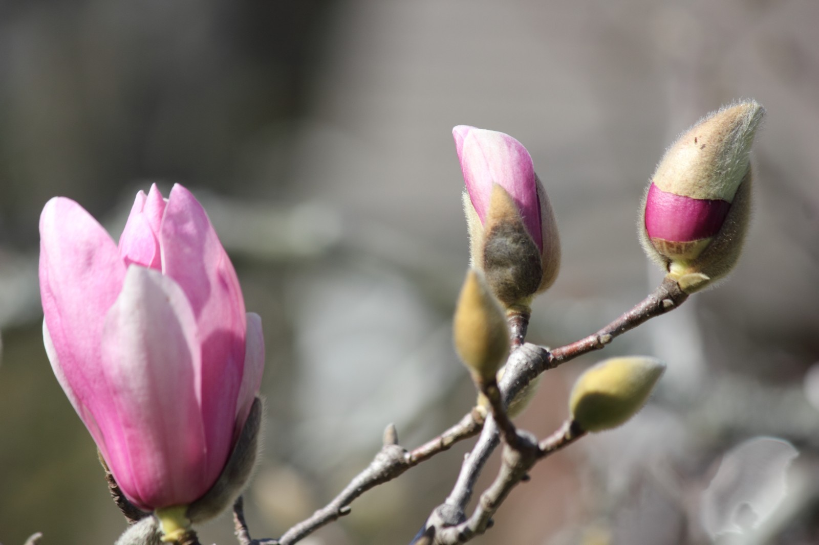 Japanese Magnolia Digital Background | Spring Floral Backdrop | High‑Res- 000