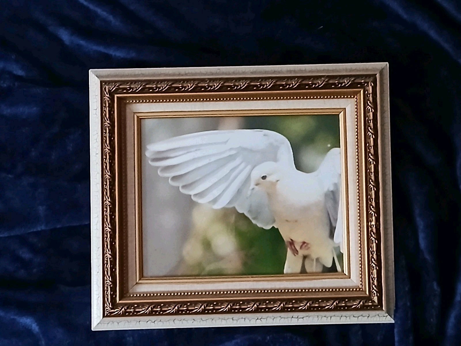 Magnificent Flying Bird Portraits. One Of A Kind Anywhere In The World.