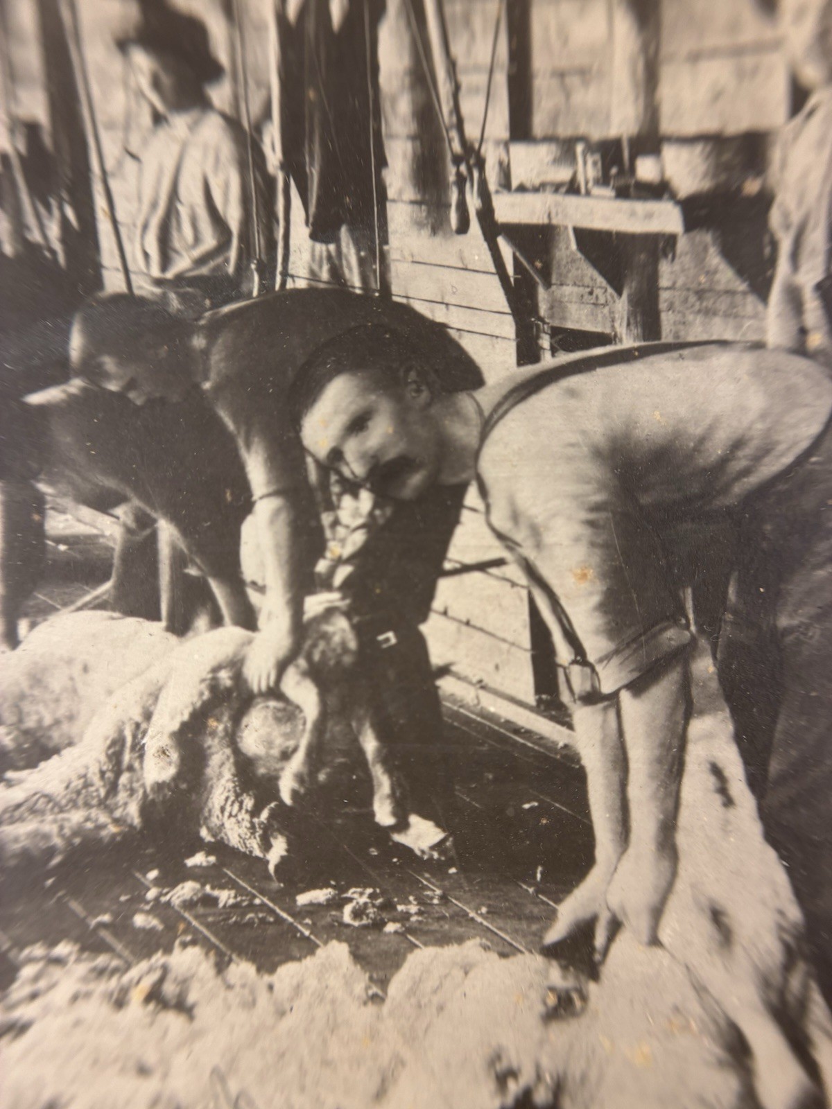 ANTIQUE AGRICULTURAL SHEARING SHEEP.SOUTH WALES, AUSTRALIA. TONED SILVER PRINT.