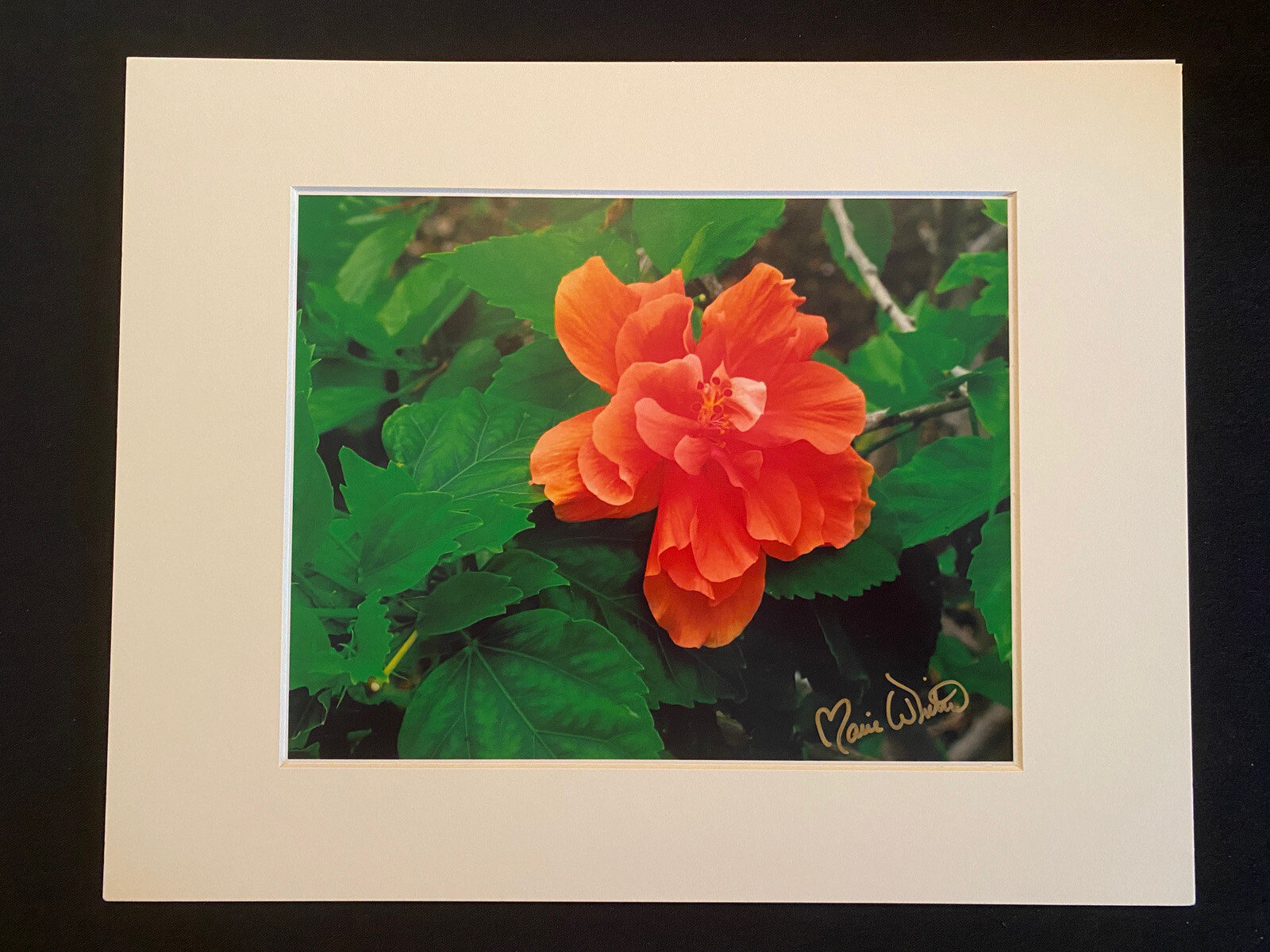 11 X 14 Matted Photo – signed by photographer Marie Whitton – Orange Hibiscus