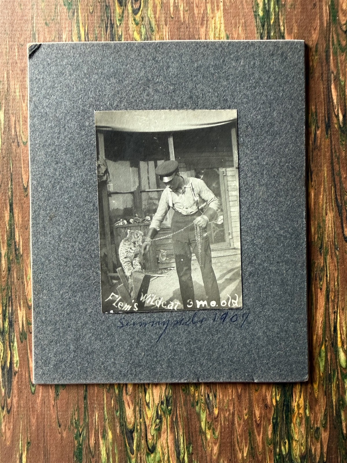 1907 FLEM’S WILDCAT 3 MO OLD Black and White CABINET Photo 4 3/8″ X 5 3/8″