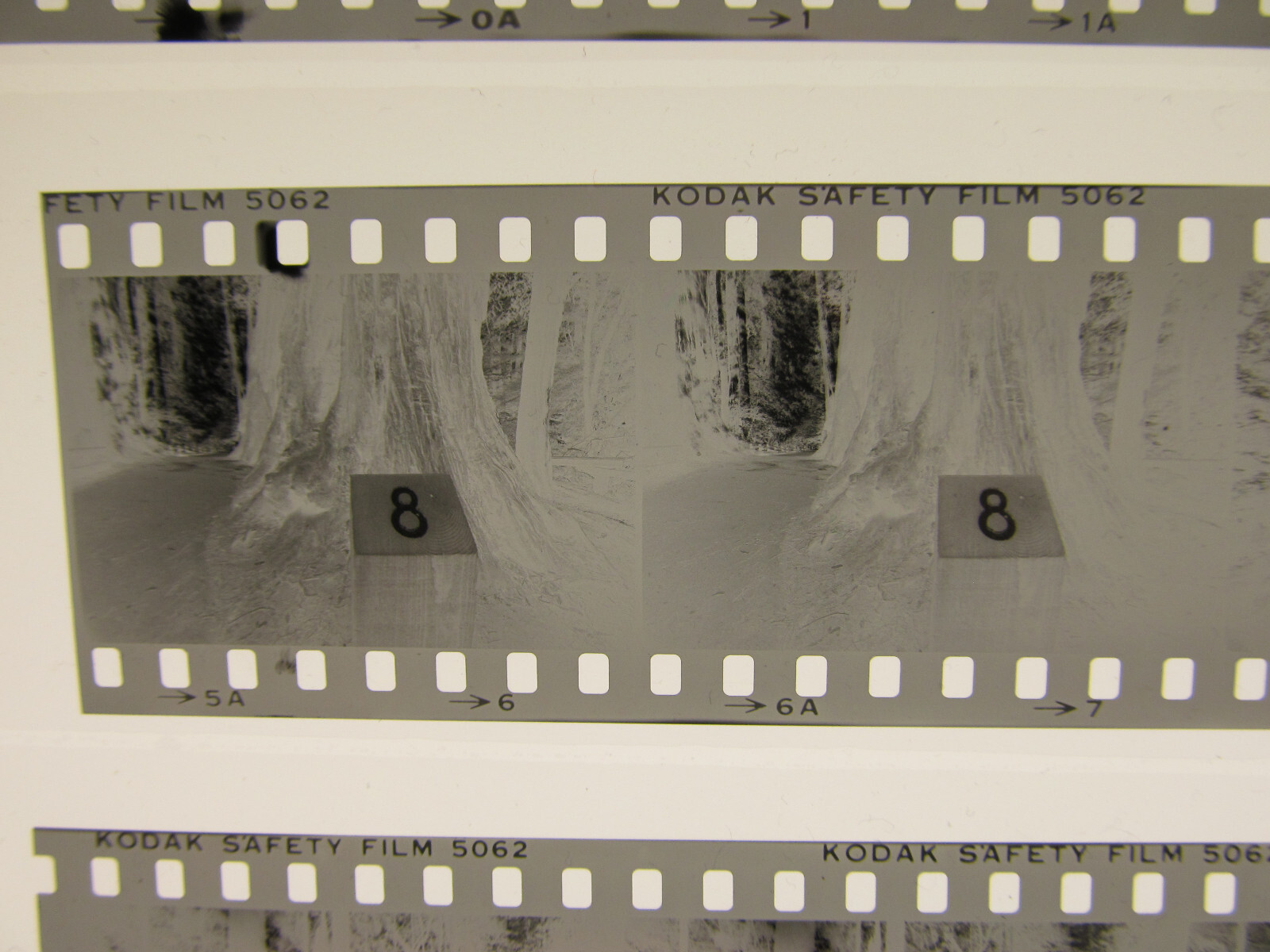 World’s Tallest Tree USA 1981 Wilfried Bauer Photographer 7 x Negative Stripes