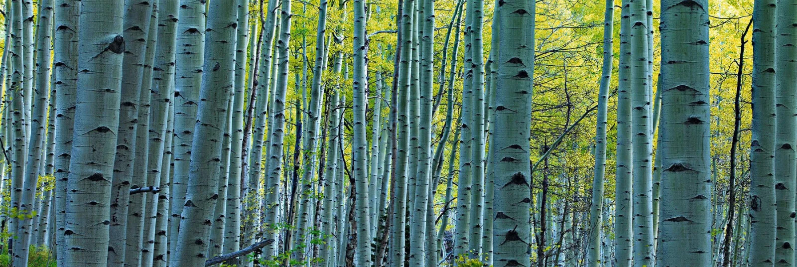 Peter Lik “Endless Birches” Birch Trees Photograph 163/950