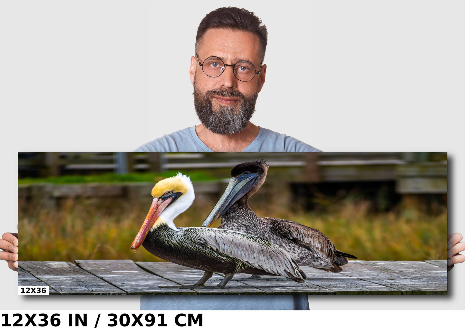 On The Wings of Love: Brown Pelican Male and Female Wall Art