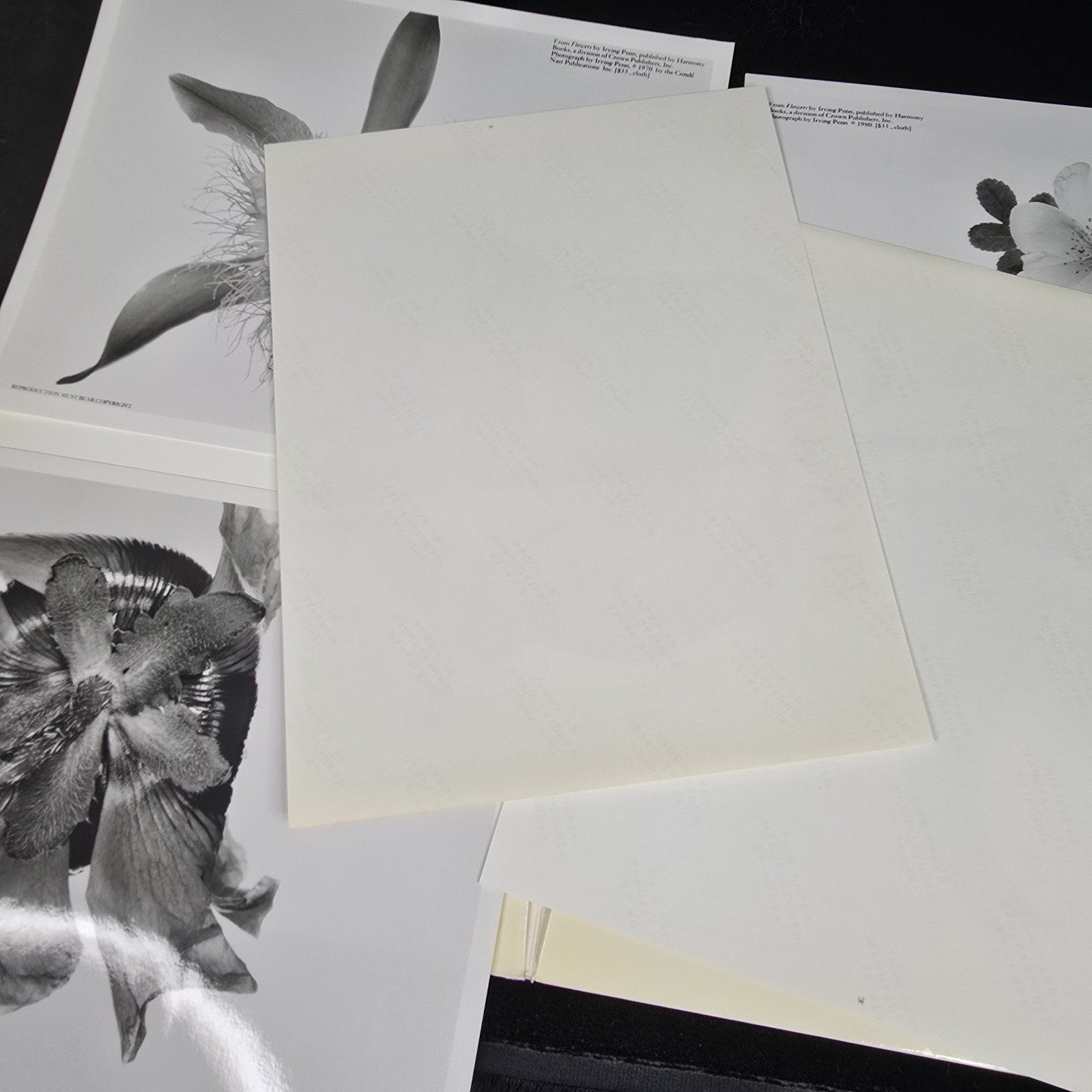 Irving Penn Flowers Press Release With Photos