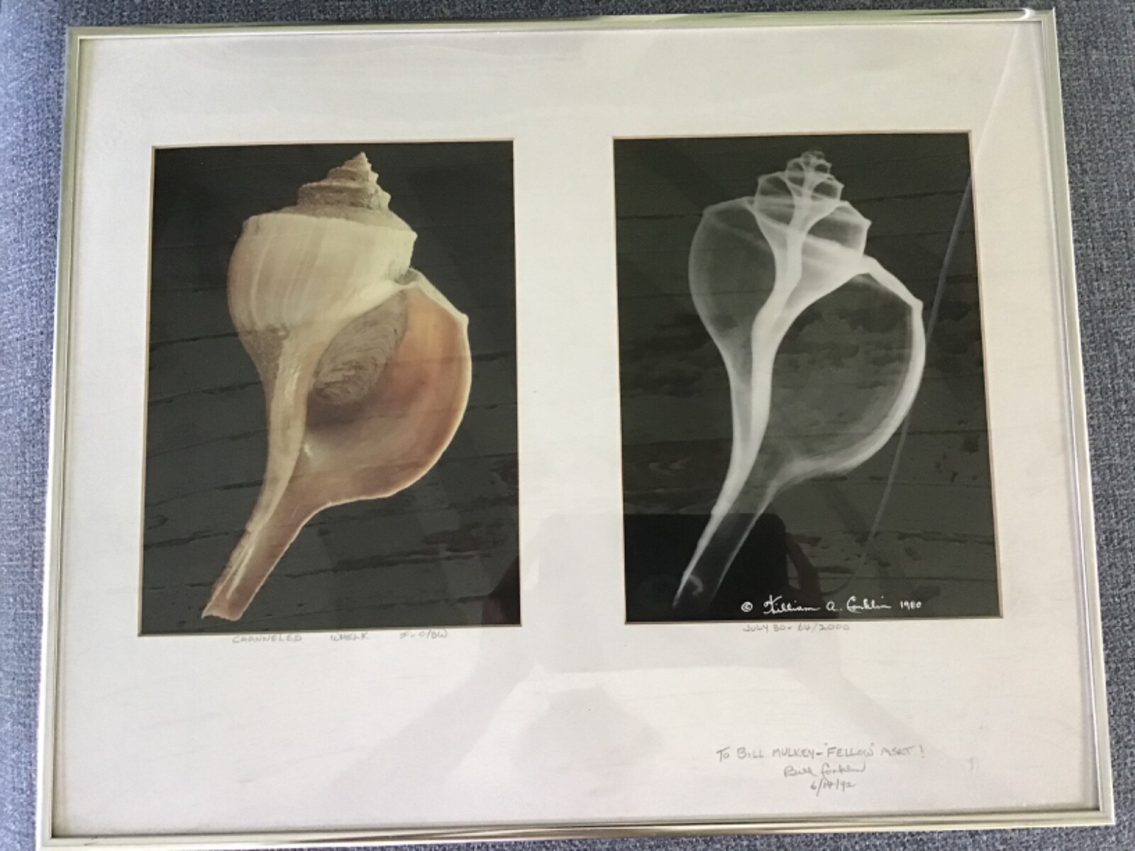 William Conklin Channeled Welk Seashell Photo & X-Ray Photo Signed Lot 4
