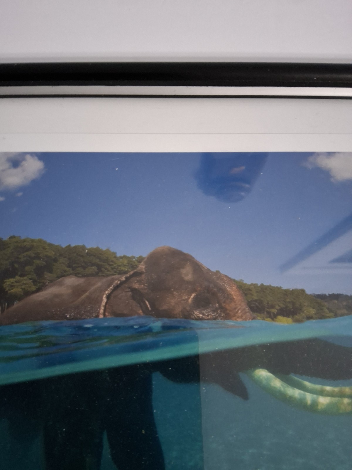 Swimming Elephant photo signed Framed