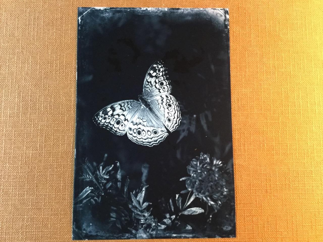 Butterfly One J Edwards Original Art Tintype Limited Series From Artist C045